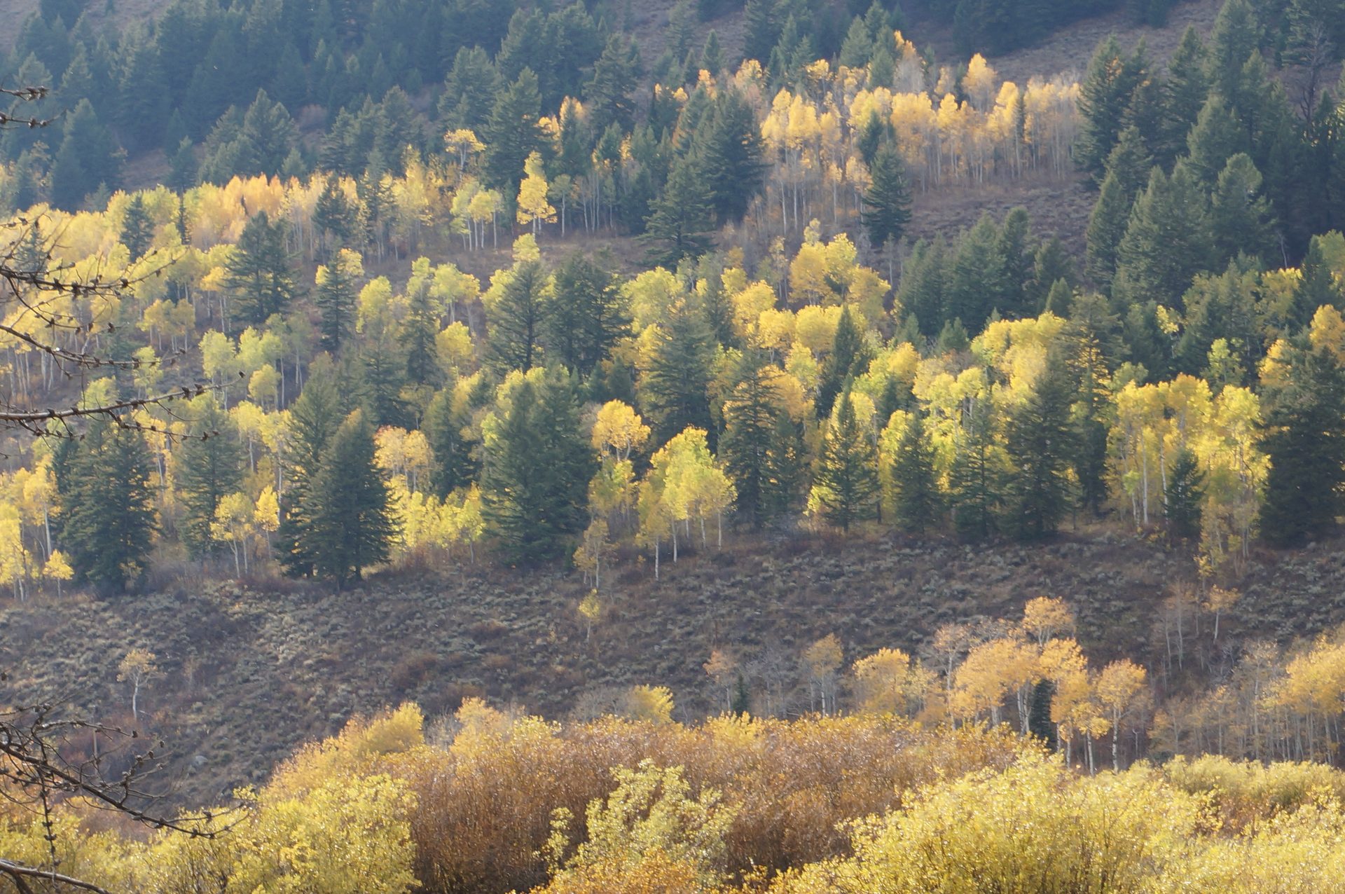 Jackson, Wyoming photo