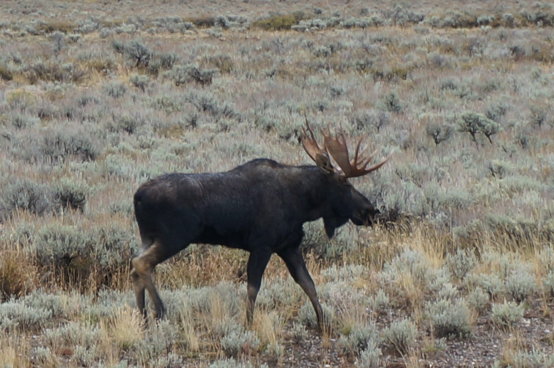Jackson, Wyoming photo