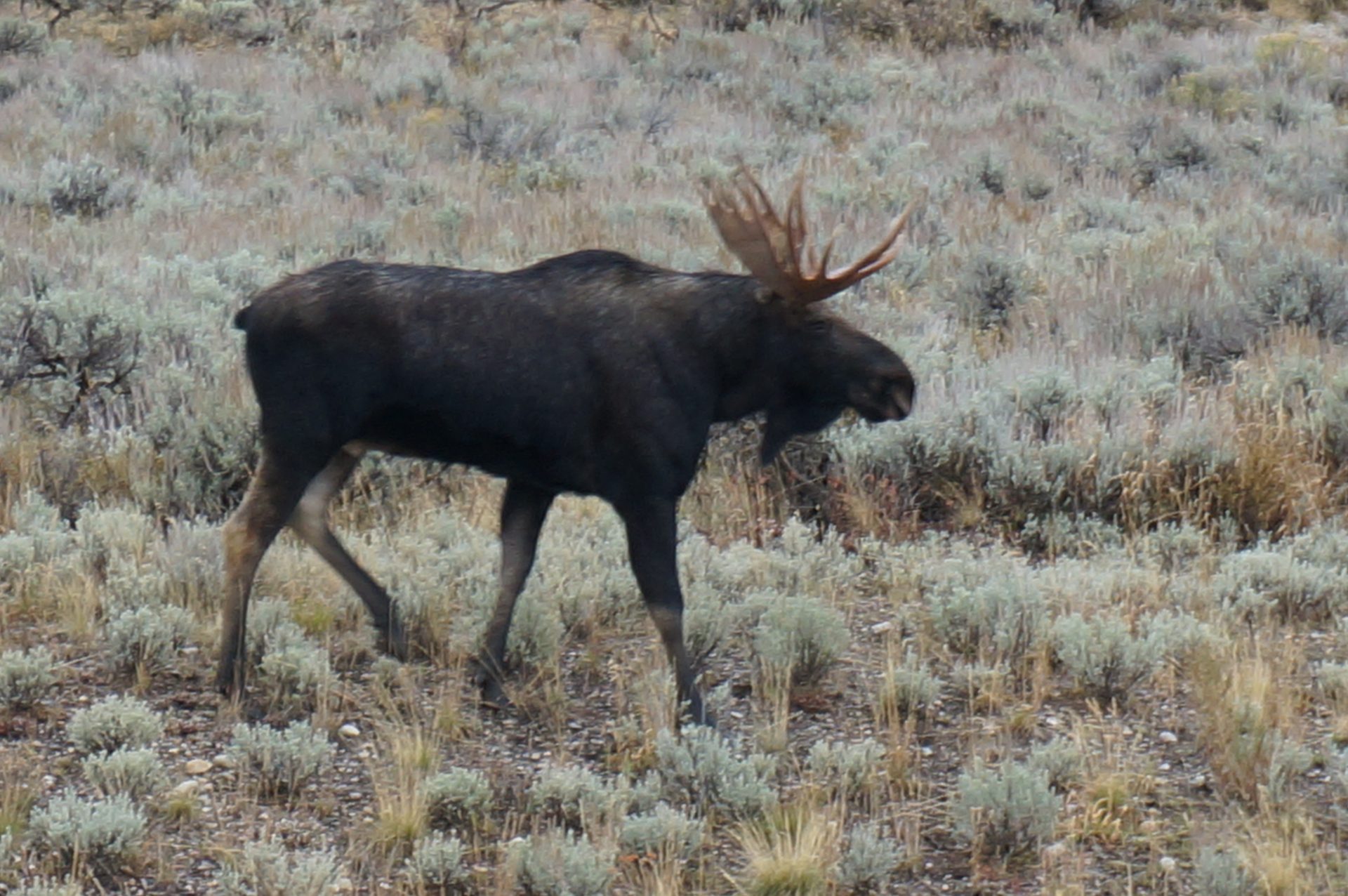 Jackson, Wyoming photo