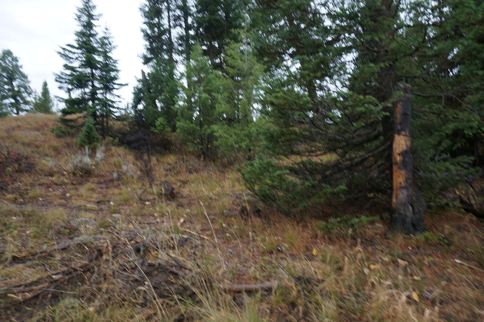 Jackson, Wyoming photo