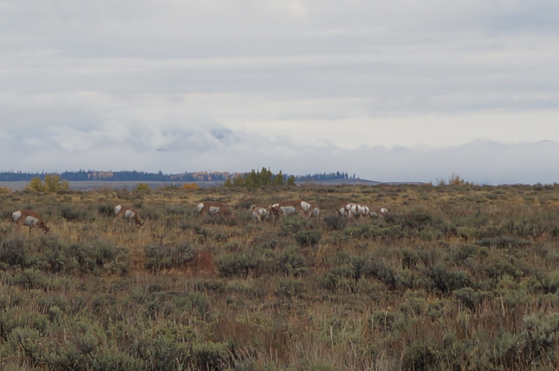Jackson, Wyoming photo