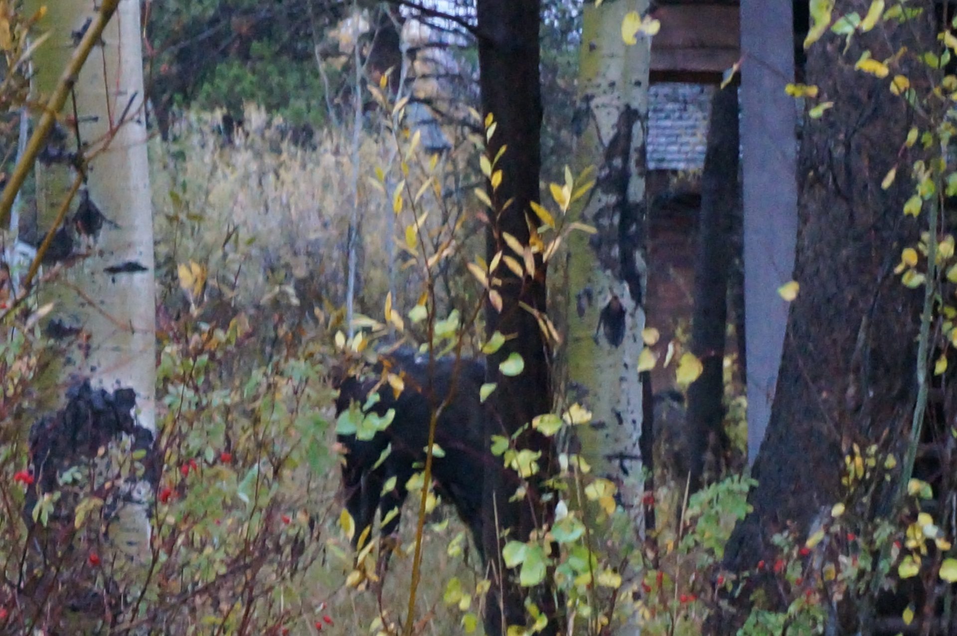 Jackson, Wyoming photo