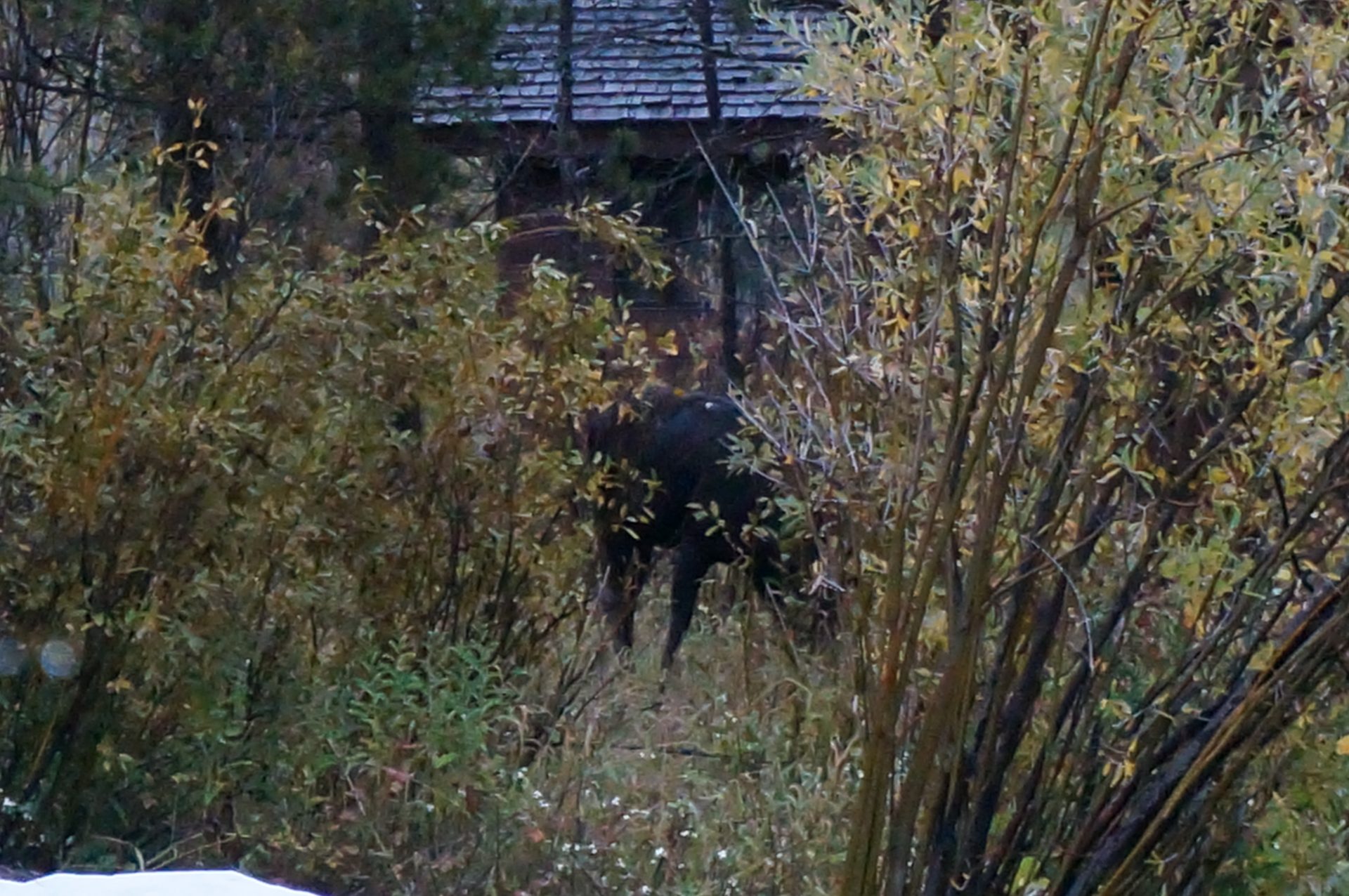 Jackson, Wyoming photo
