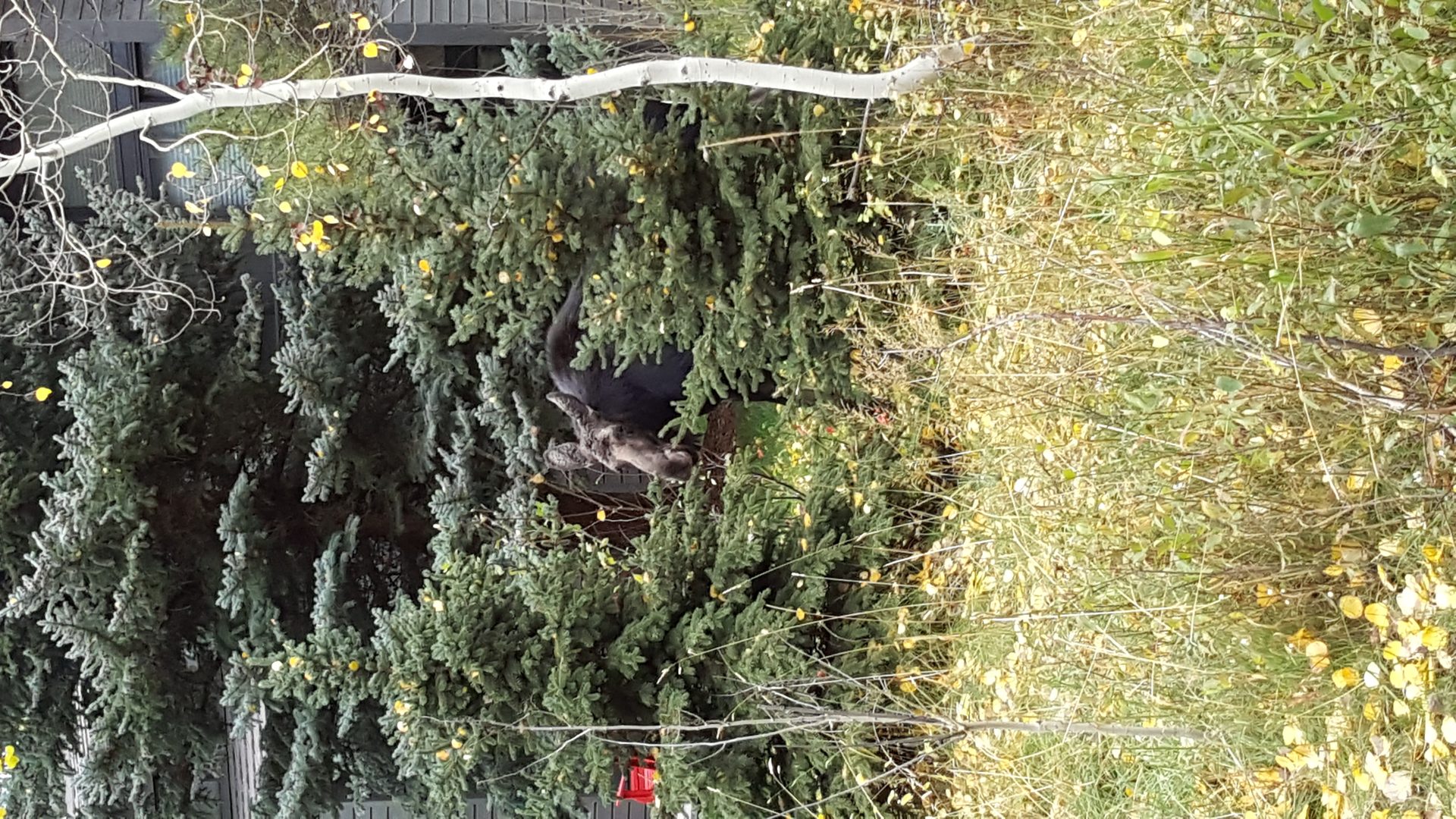 Jackson, Wyoming photo