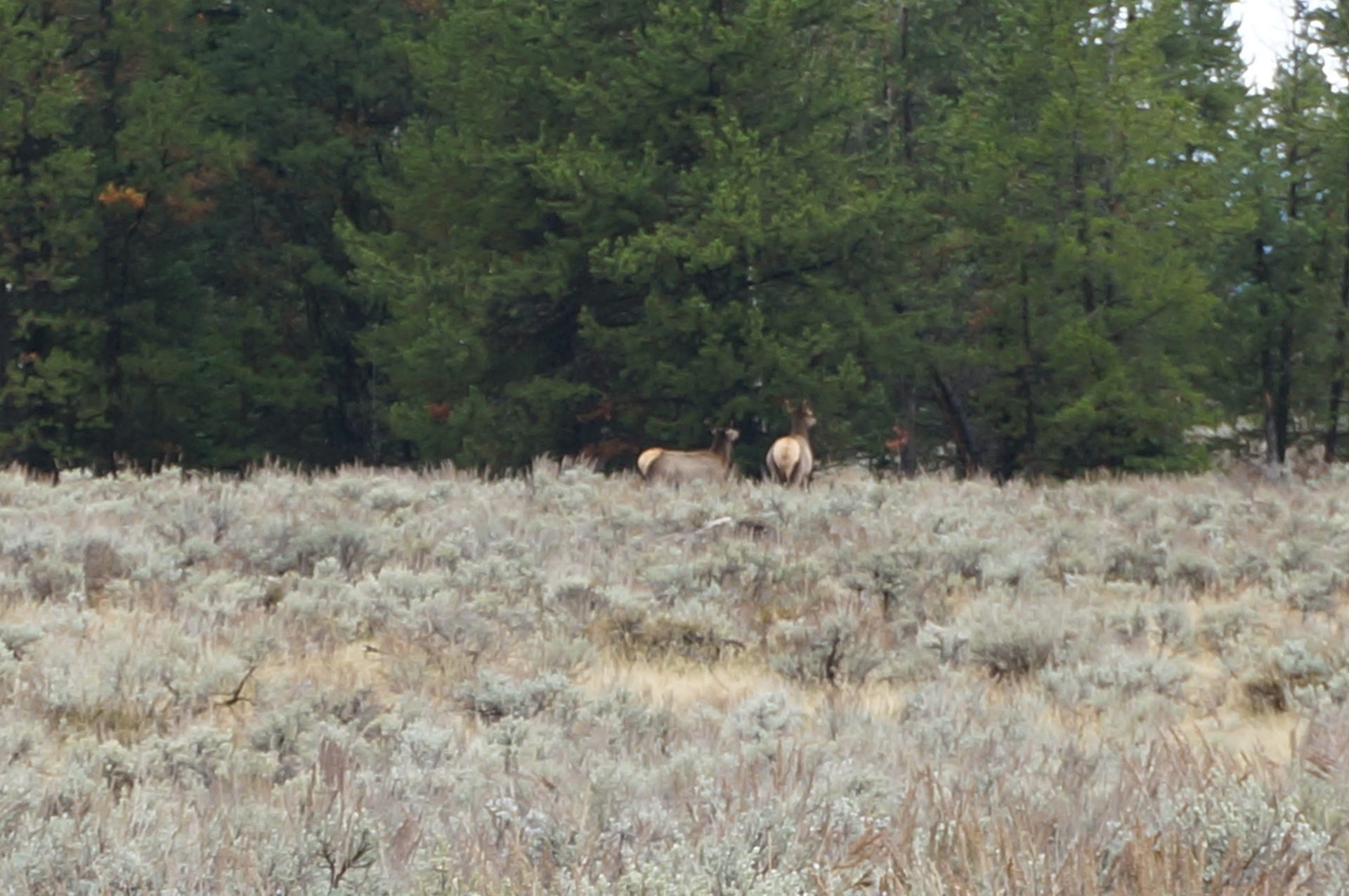 Jackson, Wyoming photo