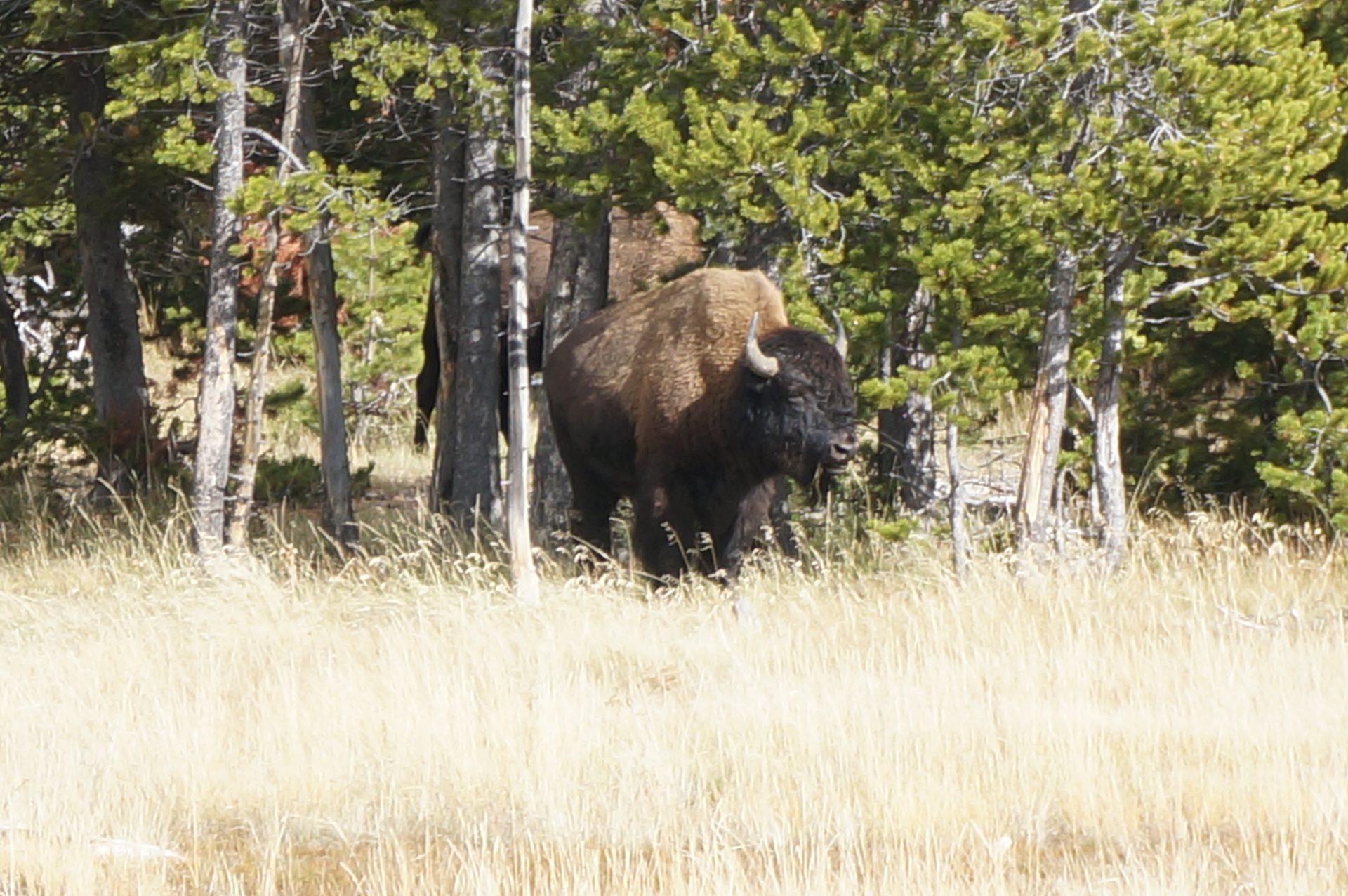 Jackson, Wyoming photo