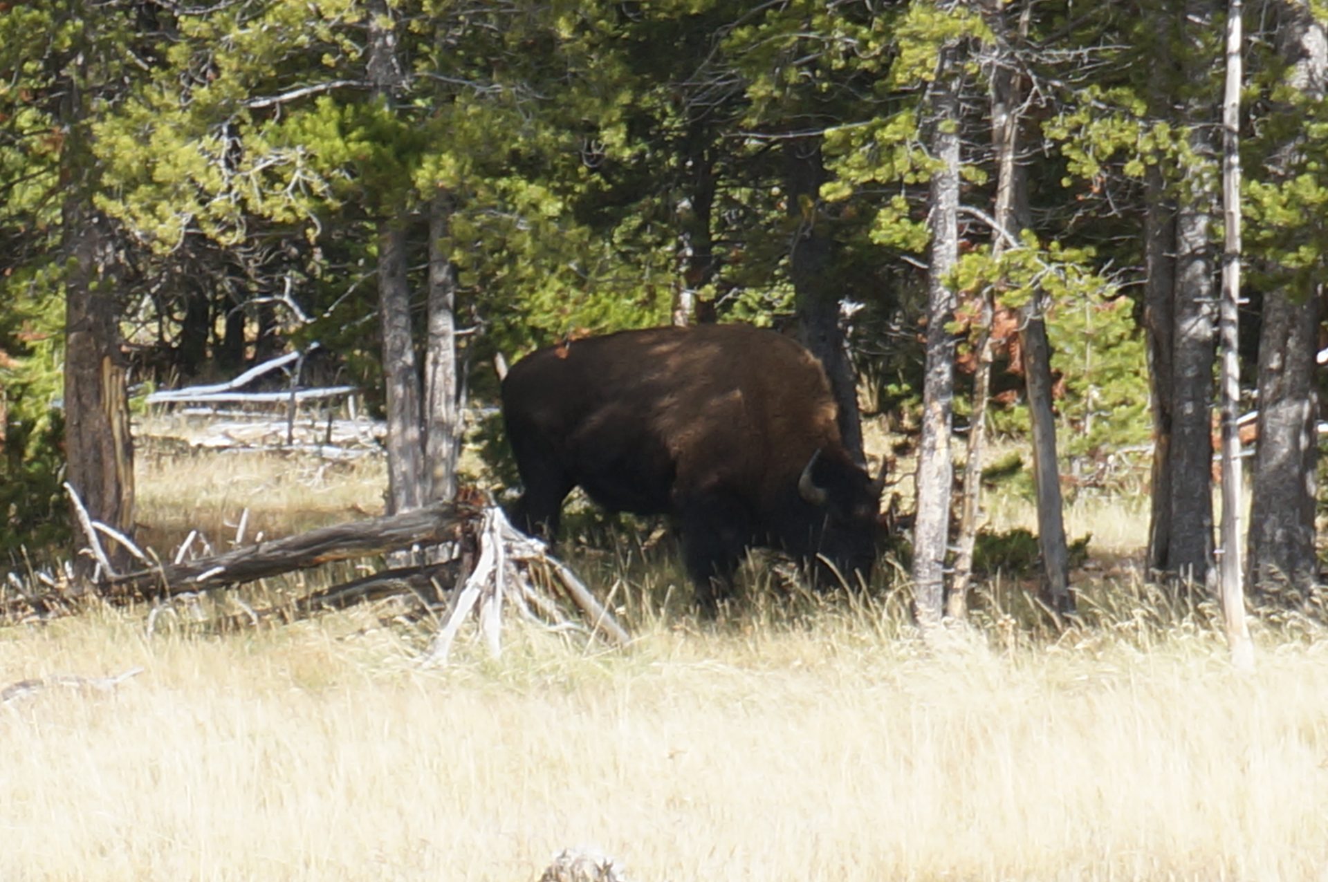 Jackson, Wyoming photo