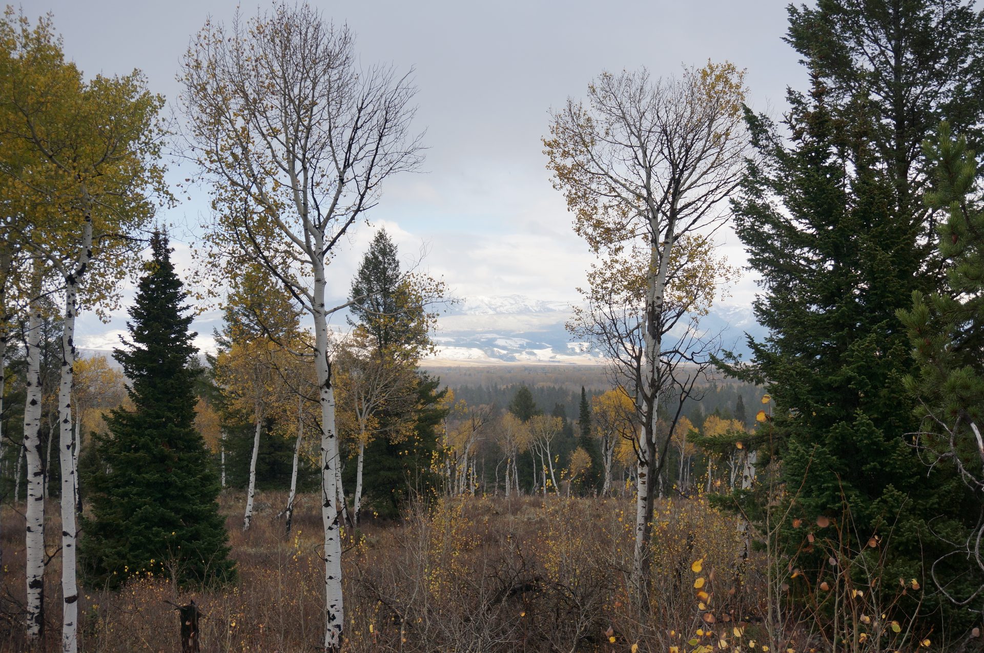 Jackson, Wyoming photo