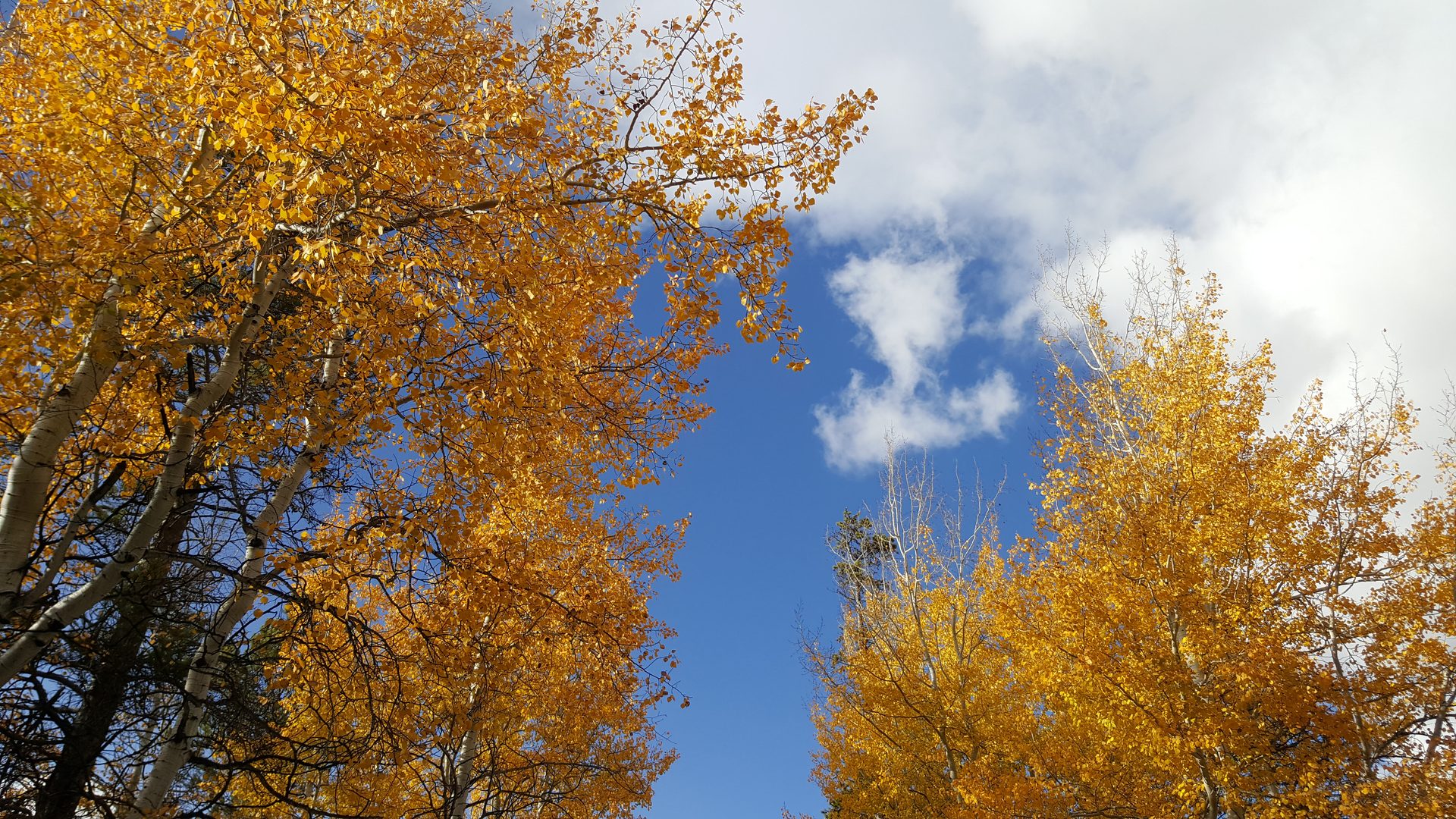 Jackson, Wyoming photo