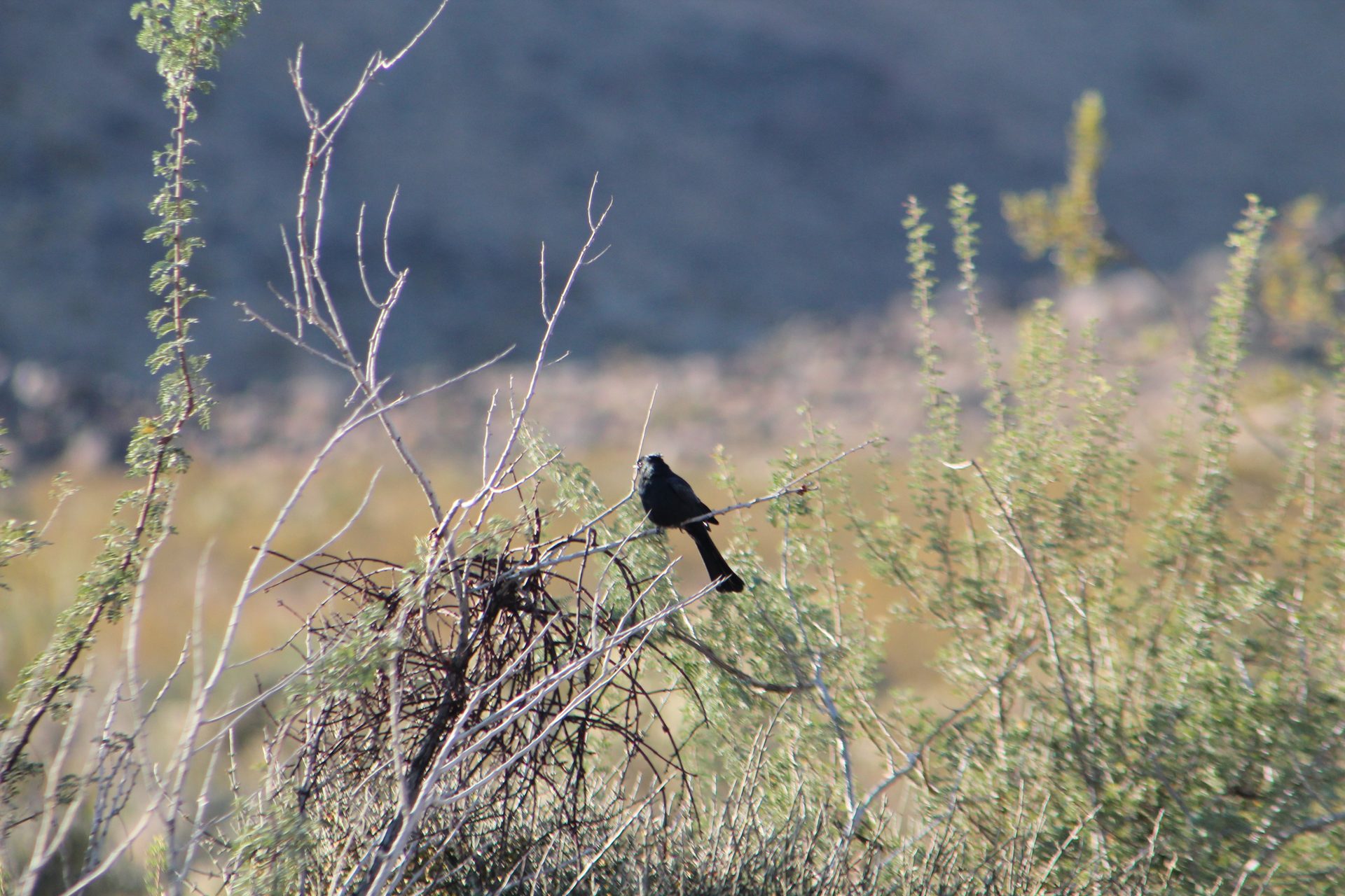 Joshua Tree photo