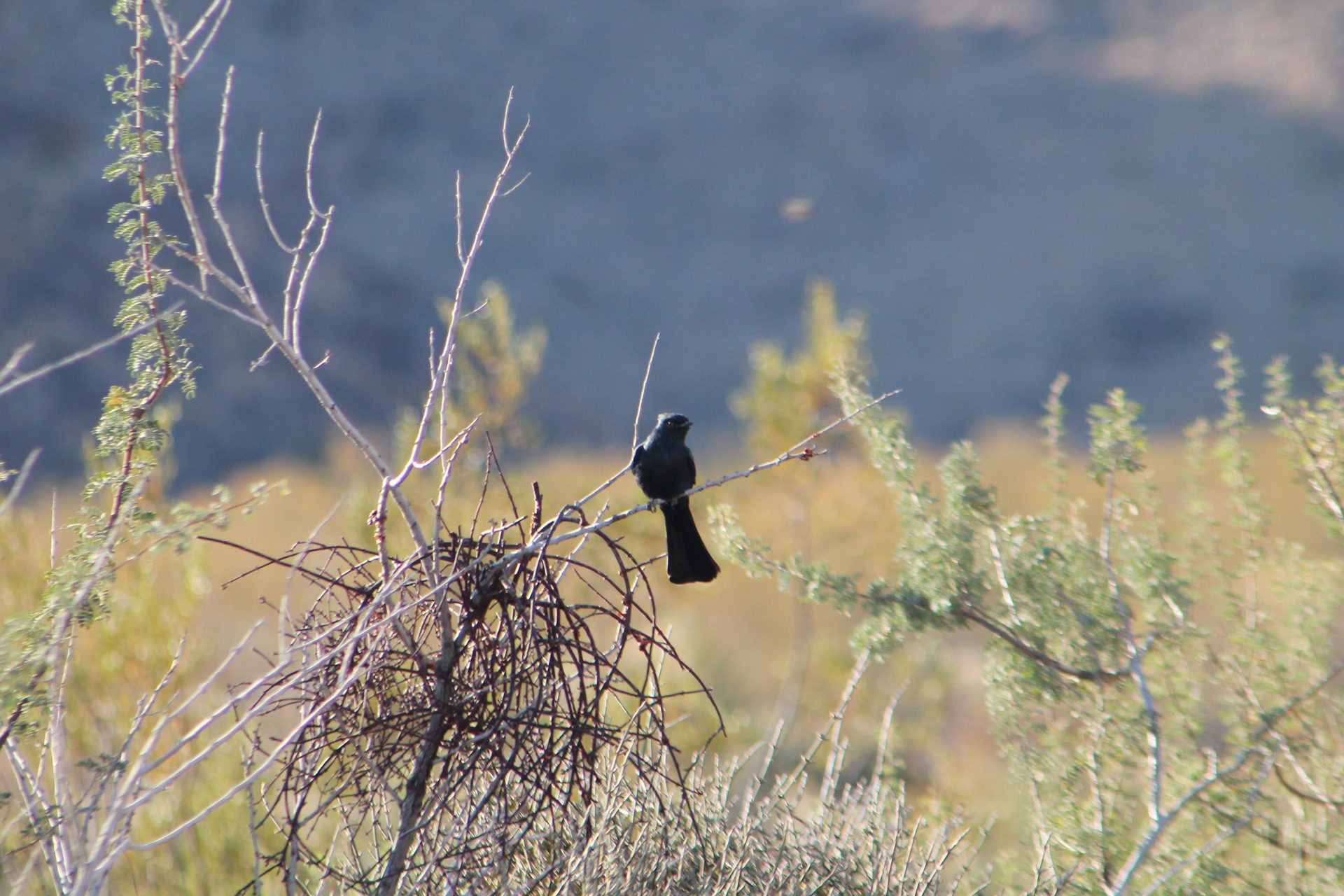 Joshua Tree photo