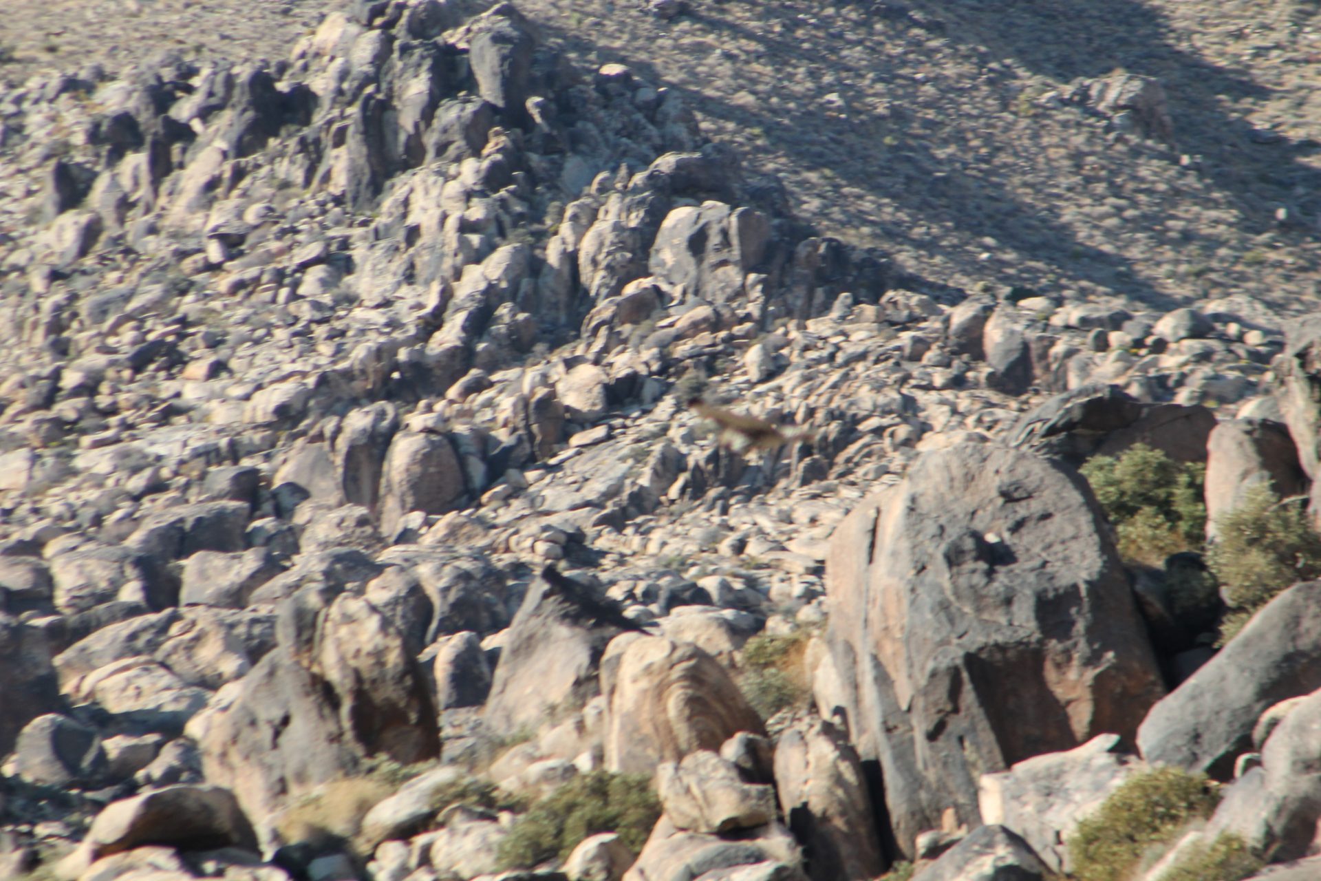 Joshua Tree photo
