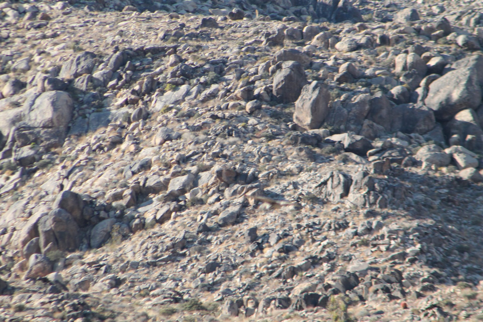 Joshua Tree photo