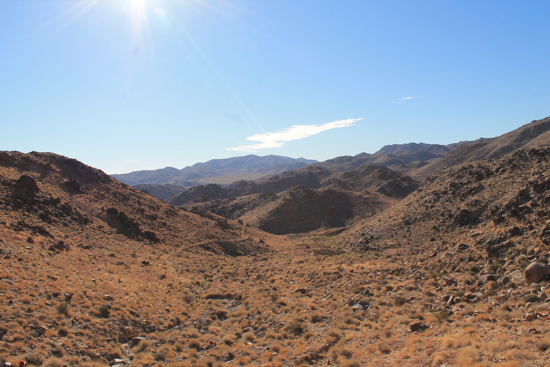 Joshua Tree photo