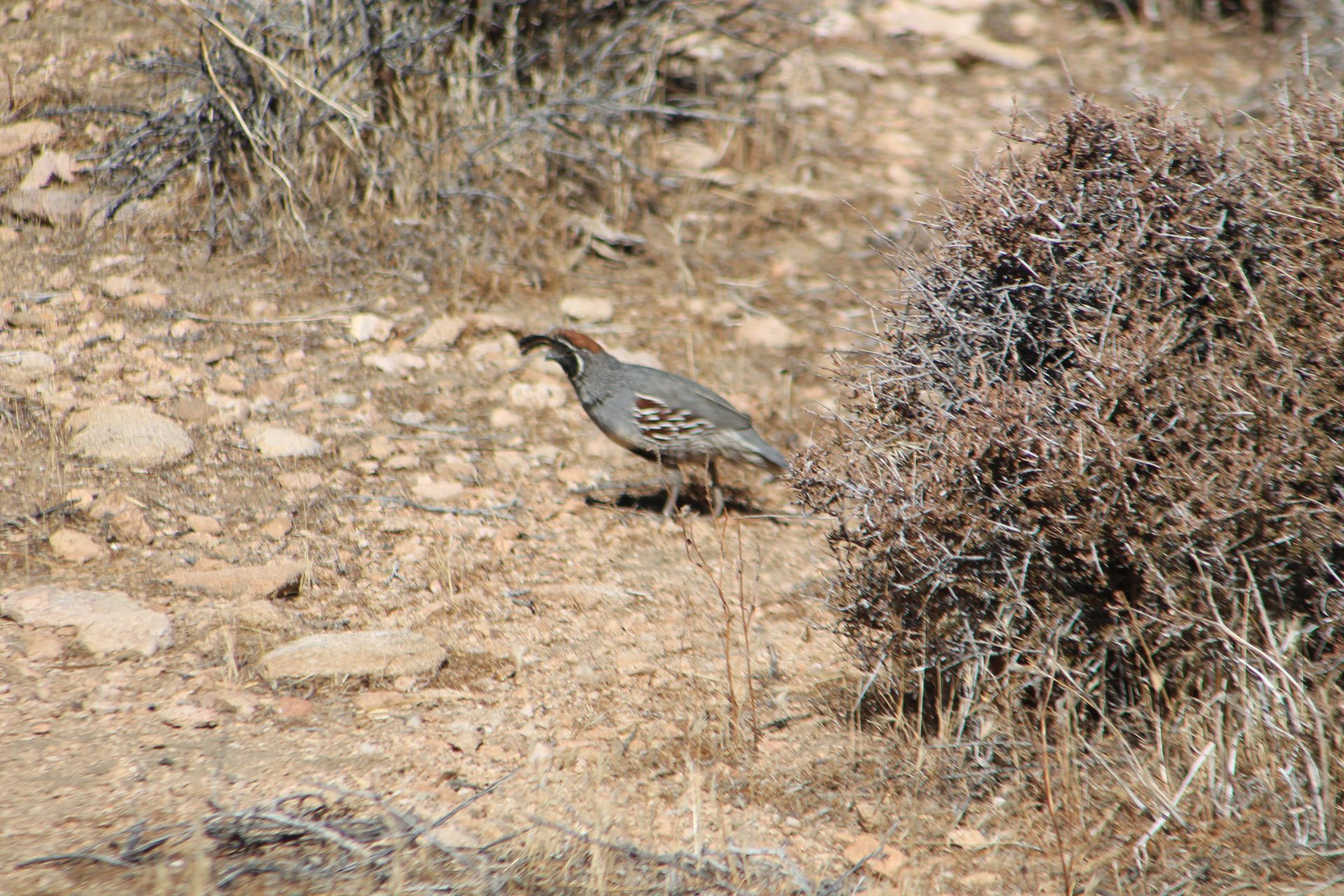 Joshua Tree photo