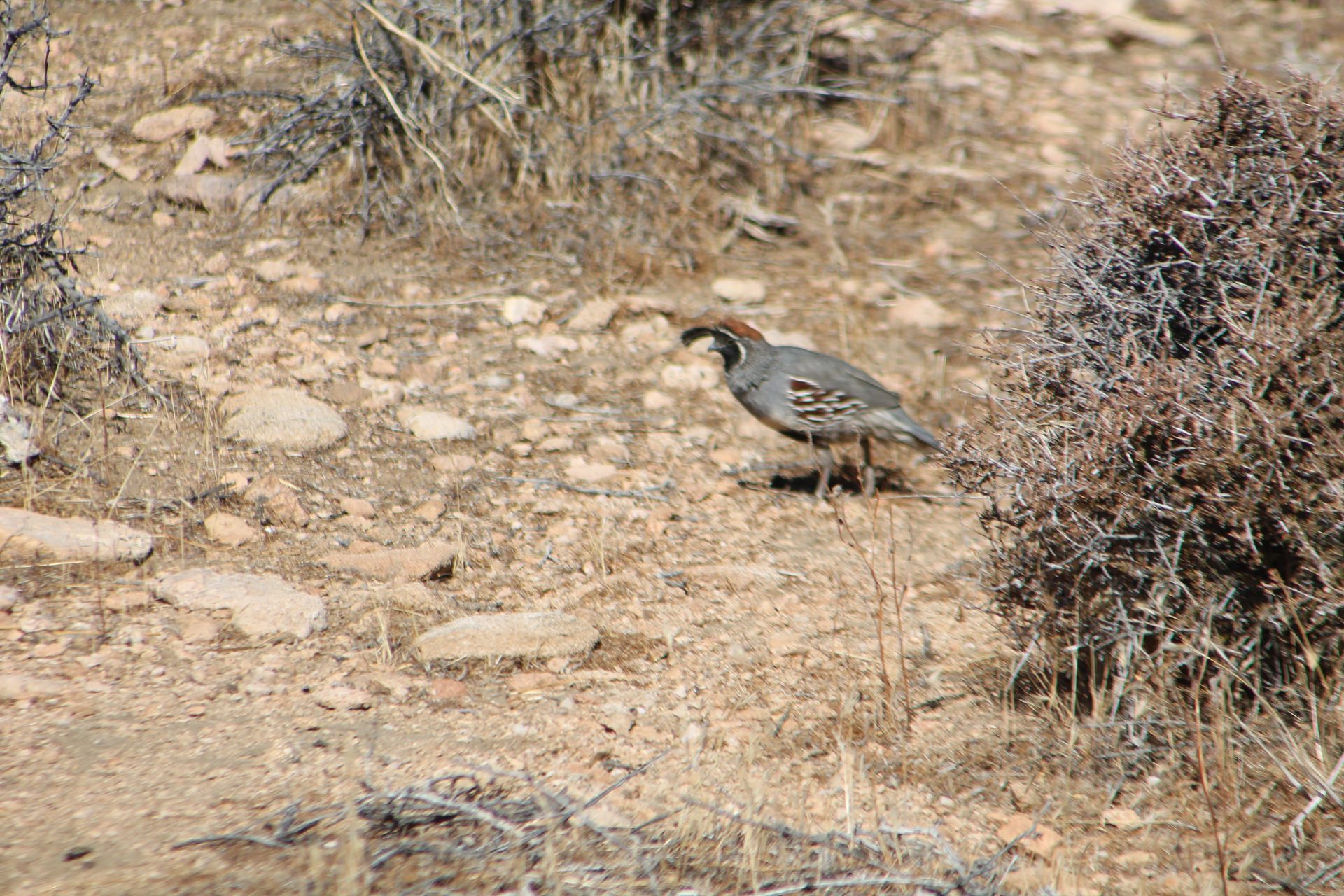 Joshua Tree photo