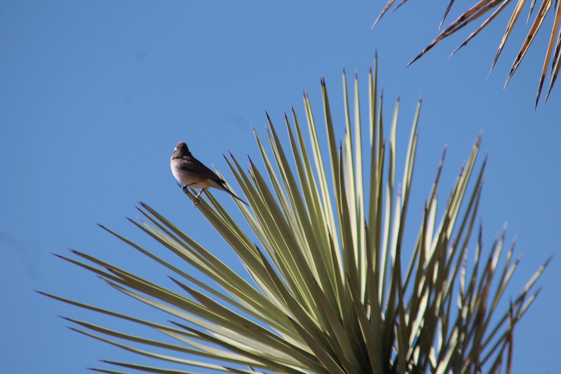 Joshua Tree photo