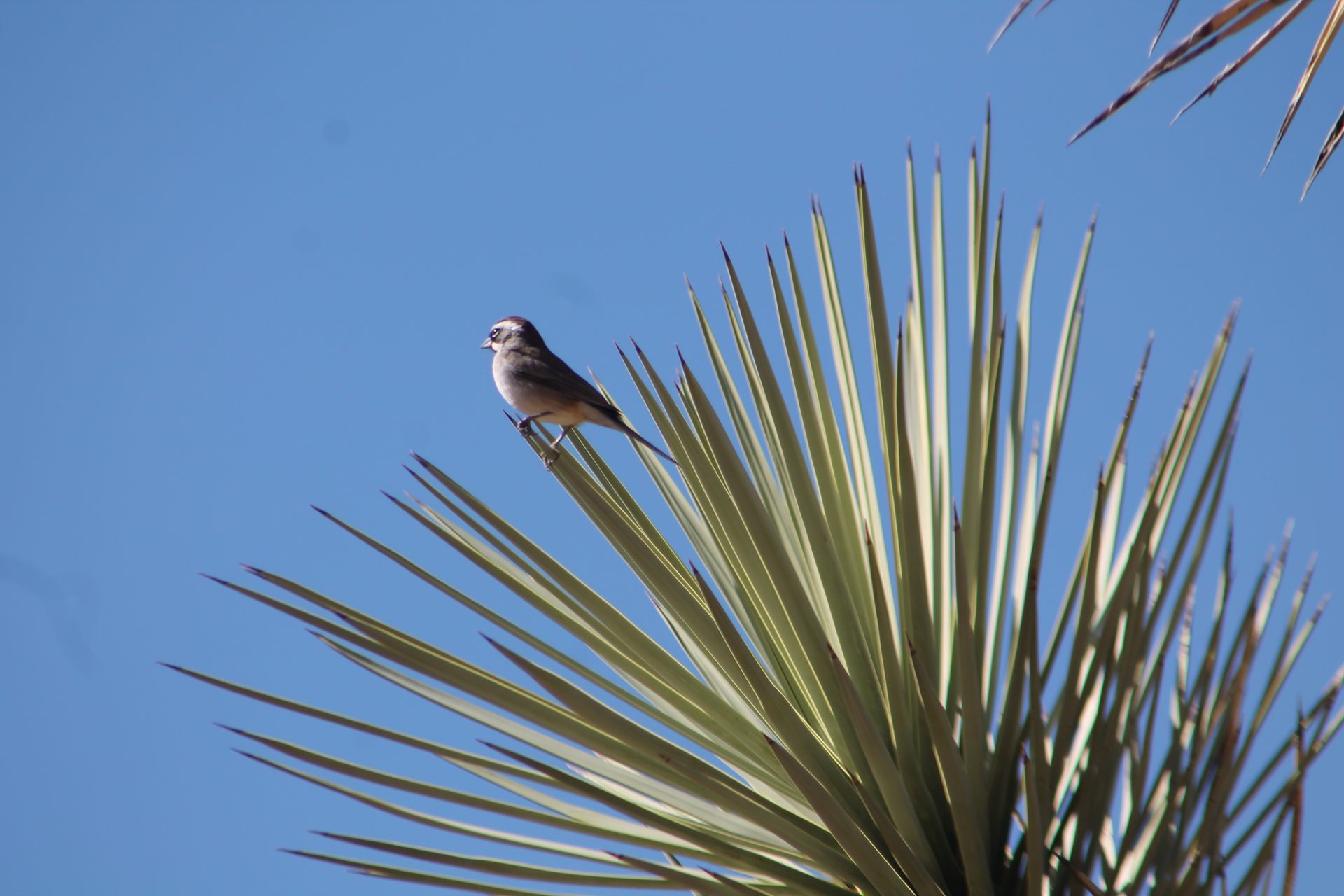Joshua Tree photo