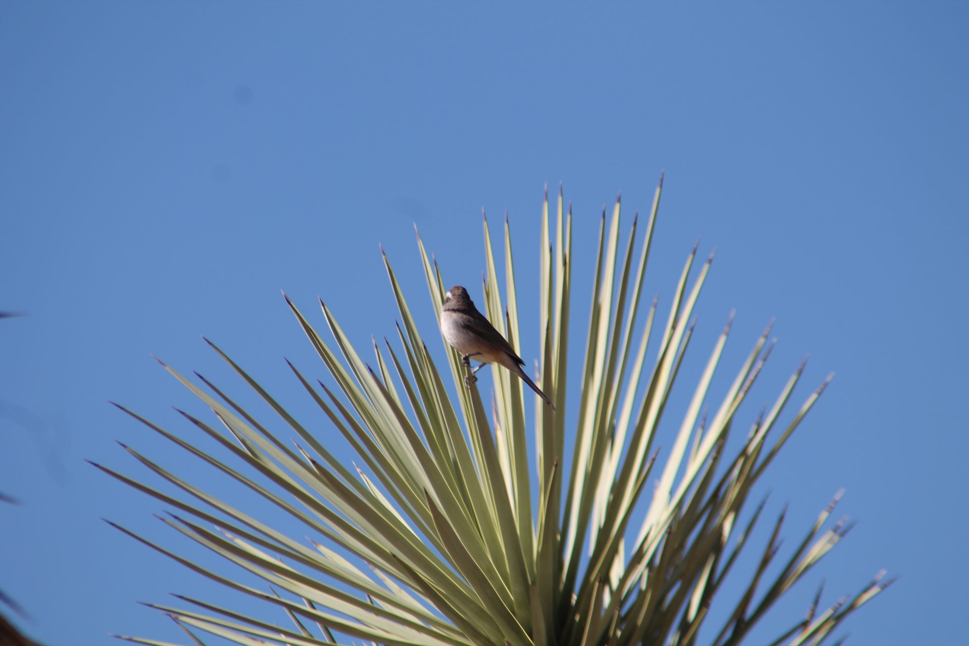 Joshua Tree photo