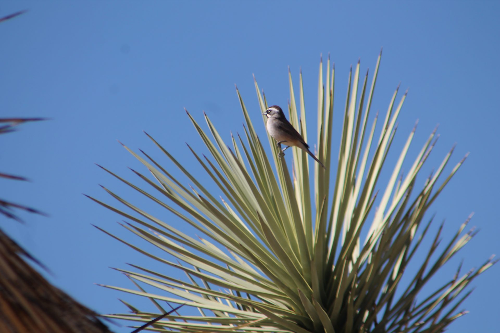 Joshua Tree photo