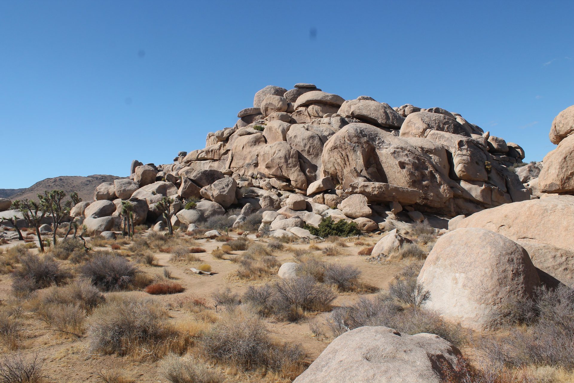 Joshua Tree photo
