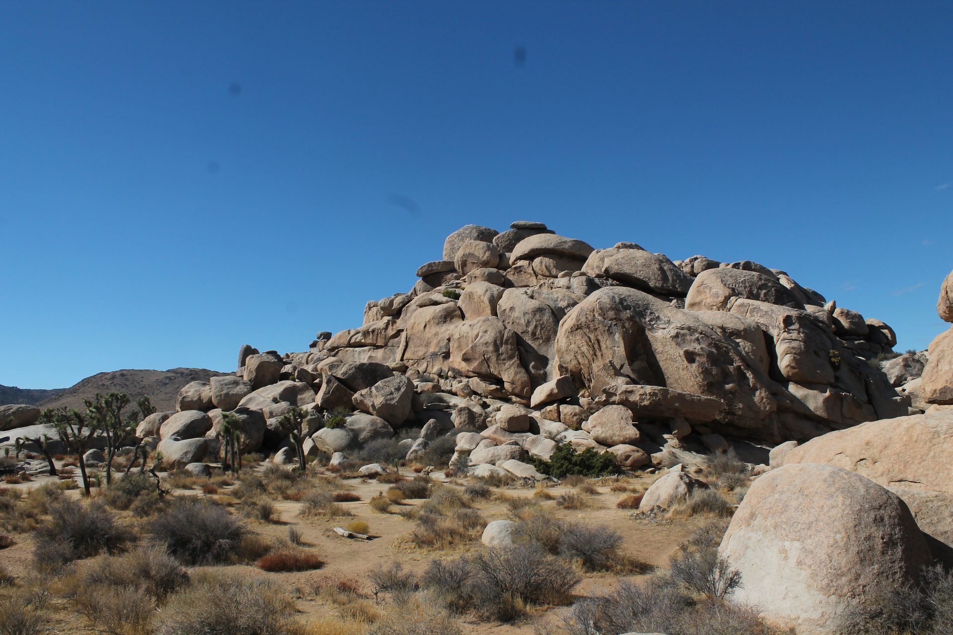 Joshua Tree photo
