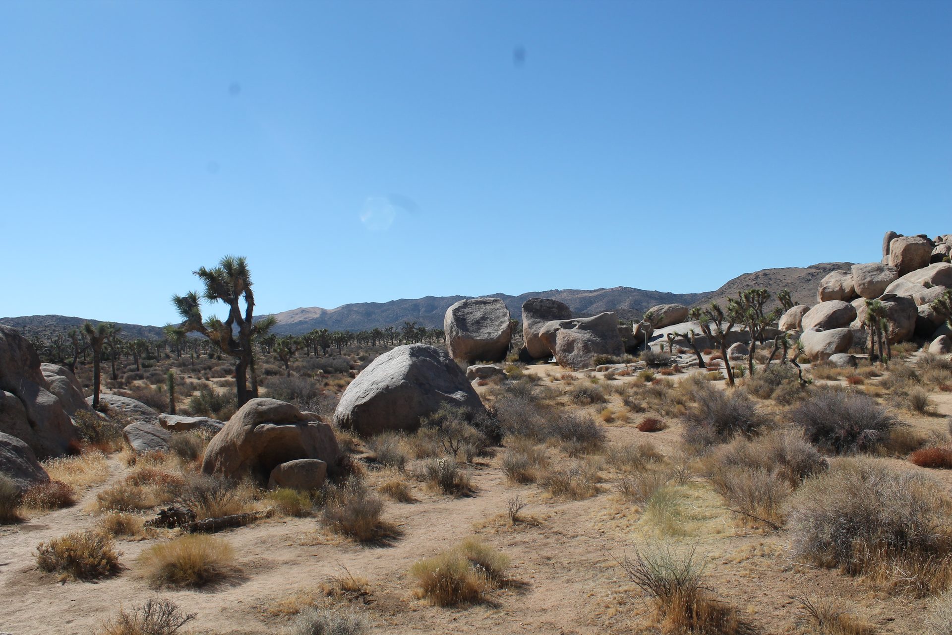 Joshua Tree photo