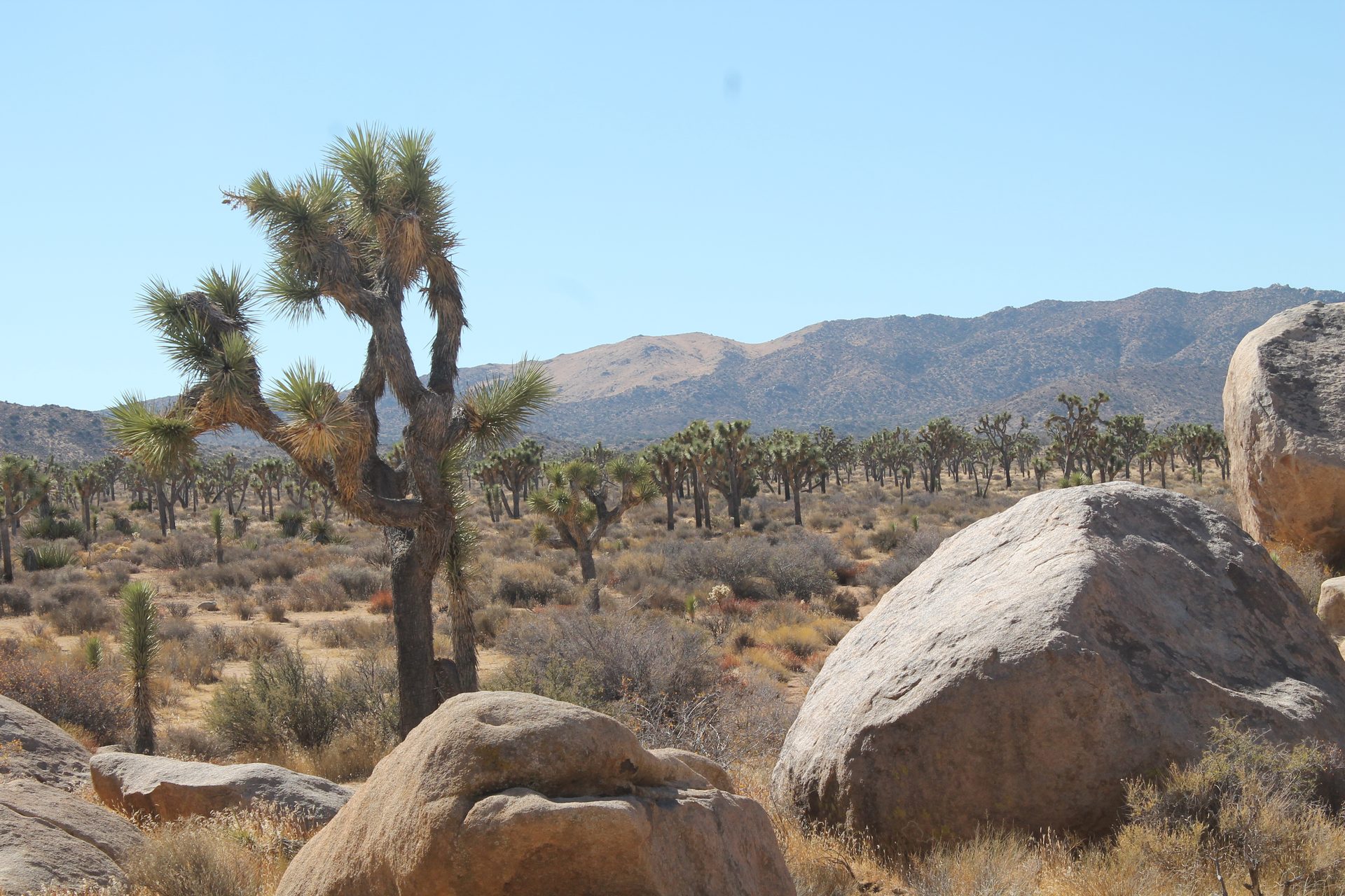 Joshua Tree photo