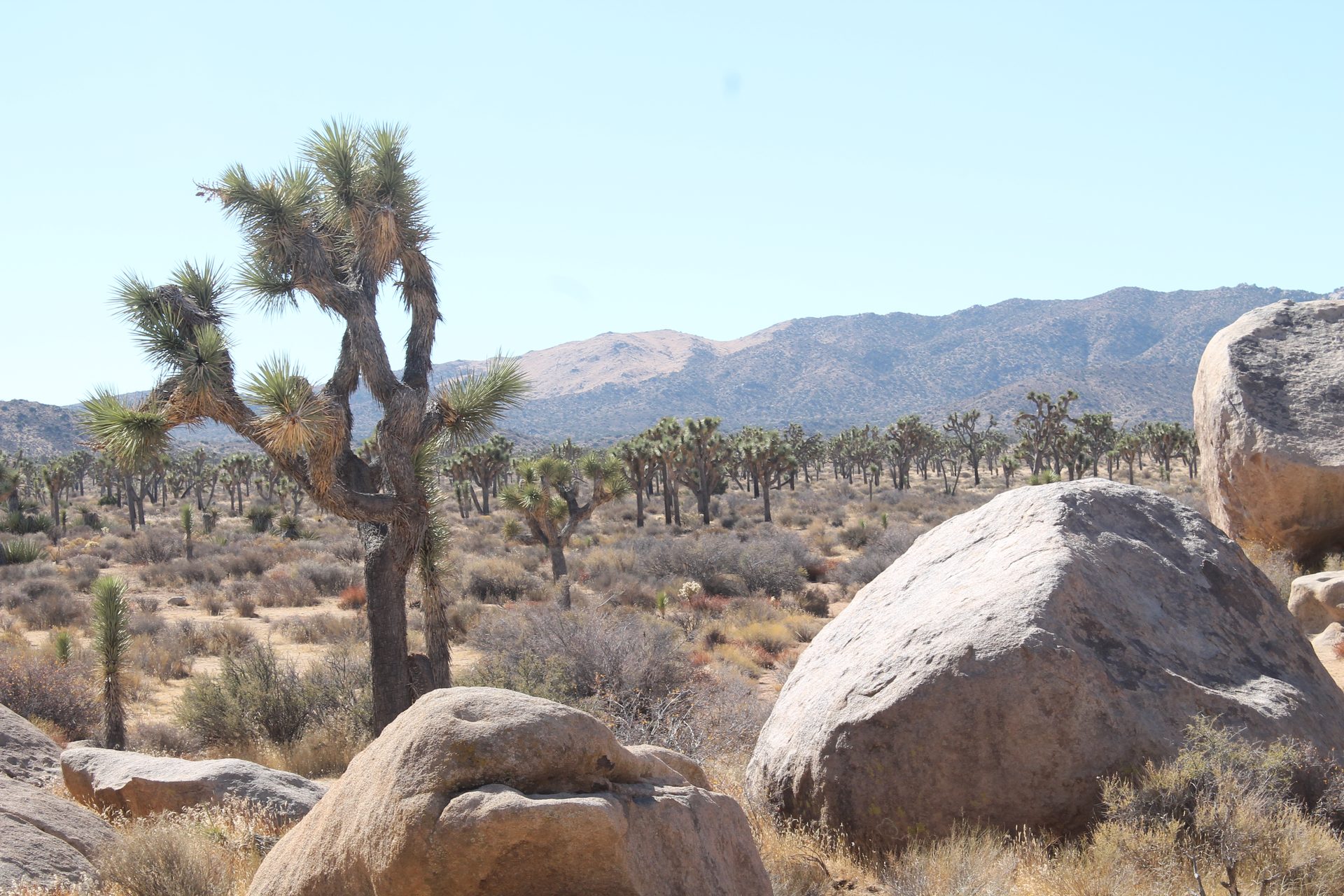 Joshua Tree photo