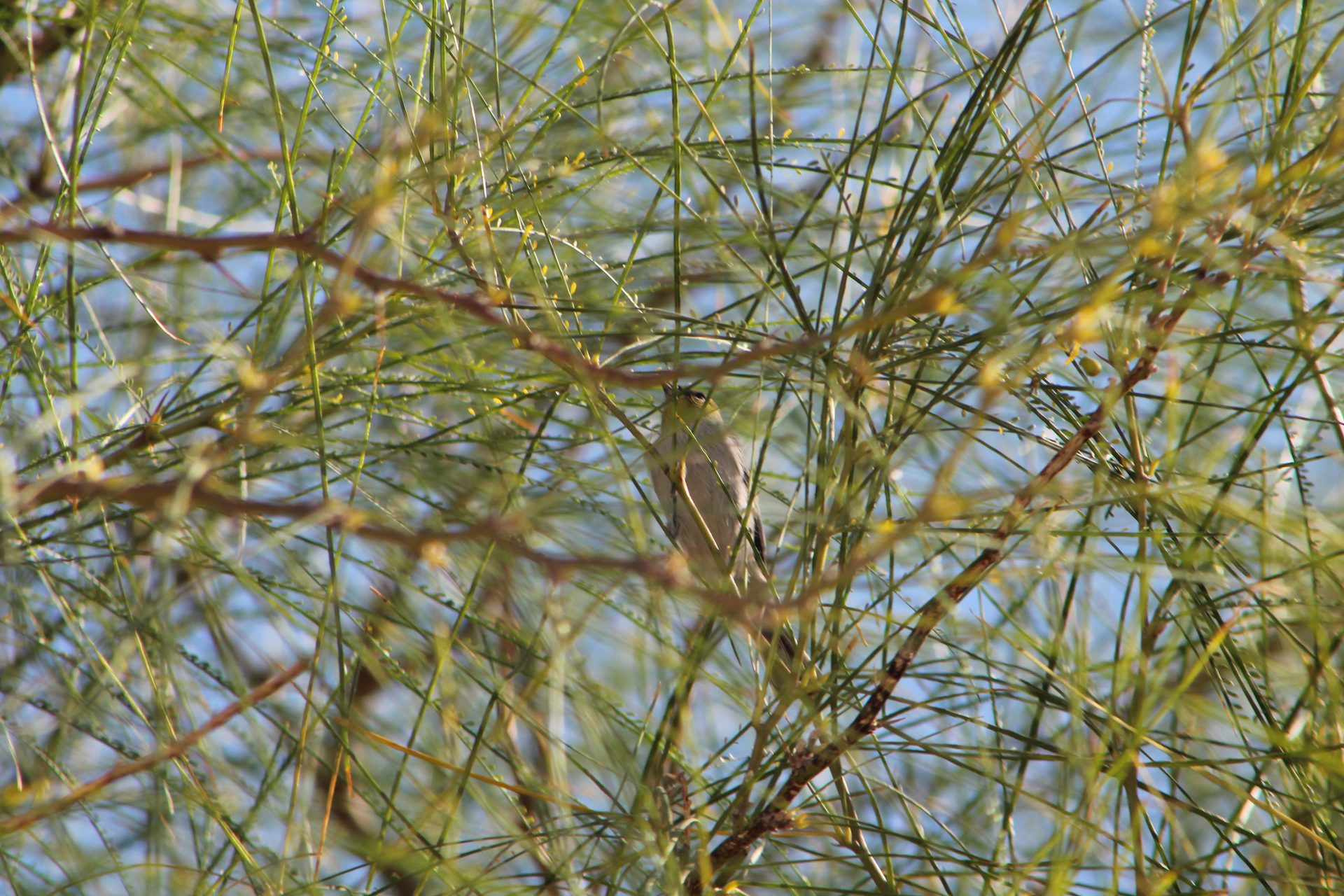 Joshua Tree photo