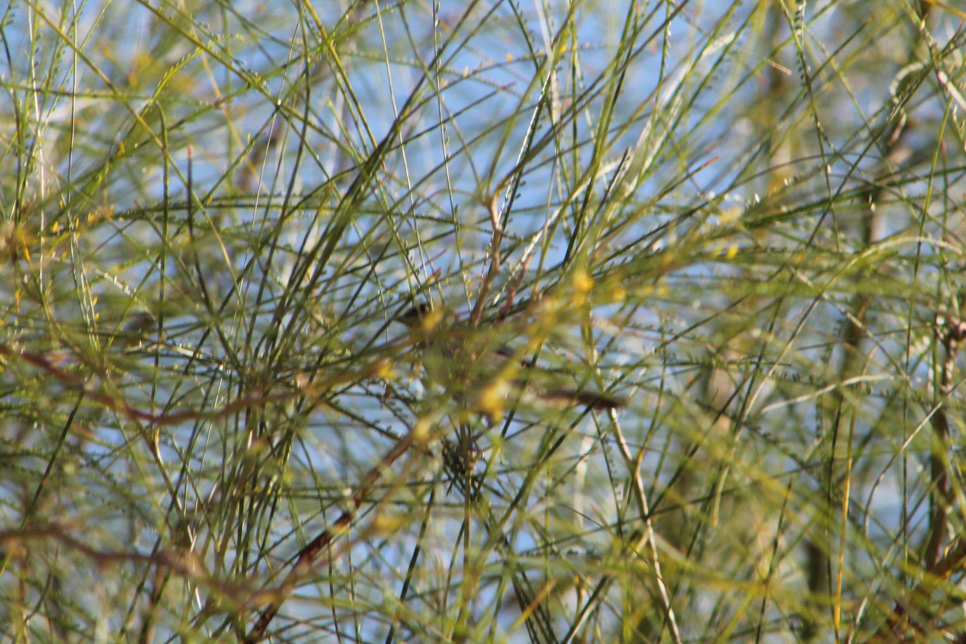 Joshua Tree photo