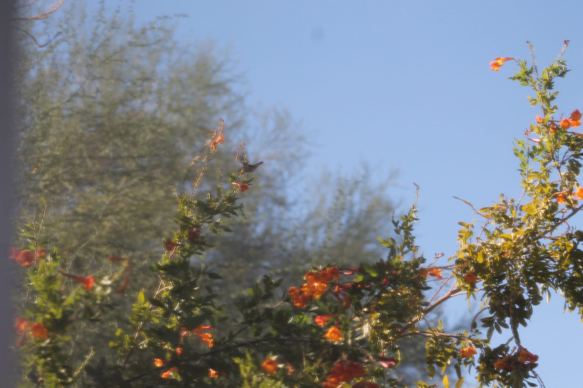 Joshua Tree photo