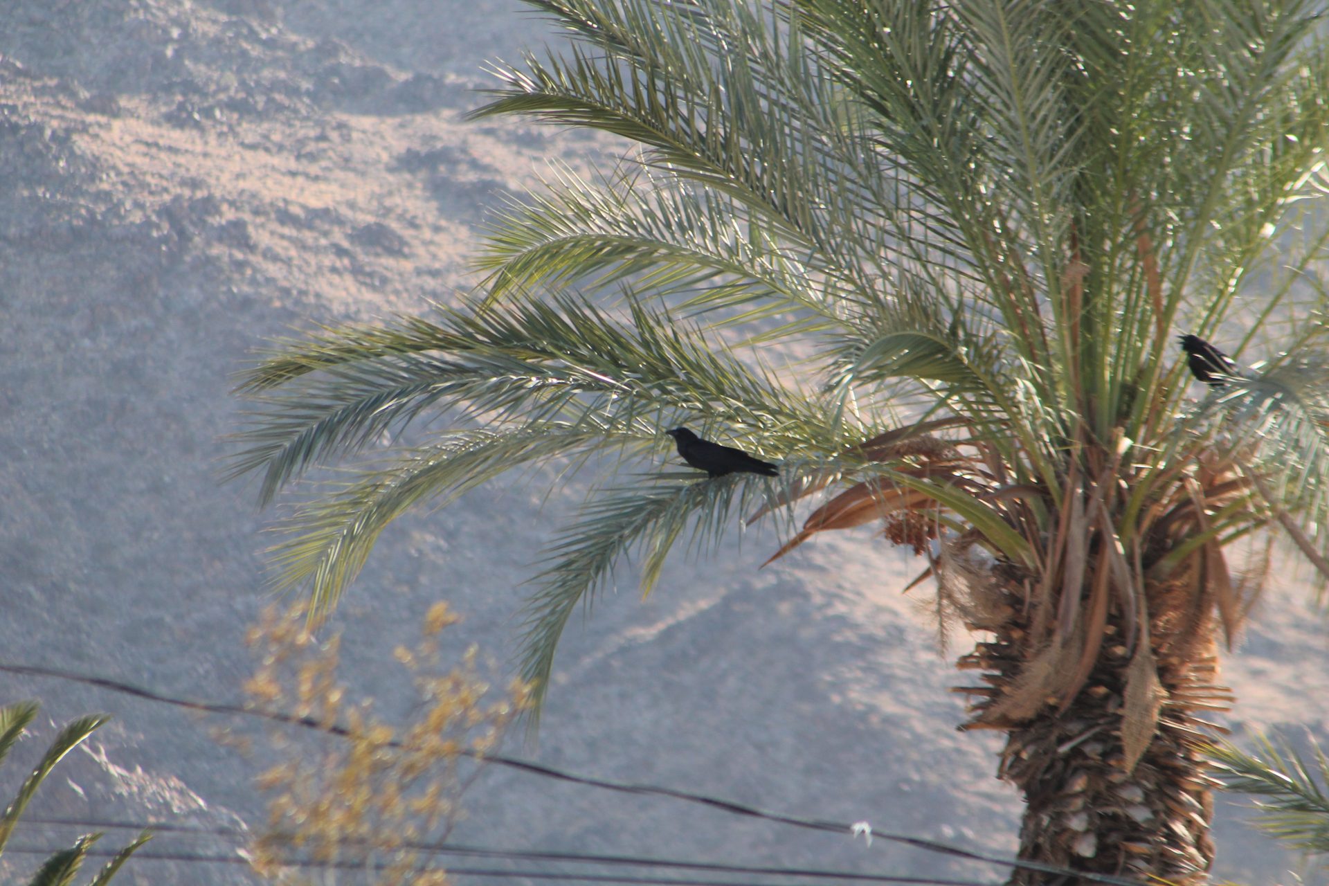 Joshua Tree photo
