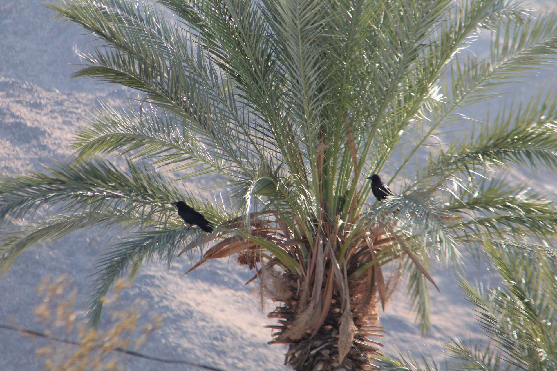Joshua Tree photo