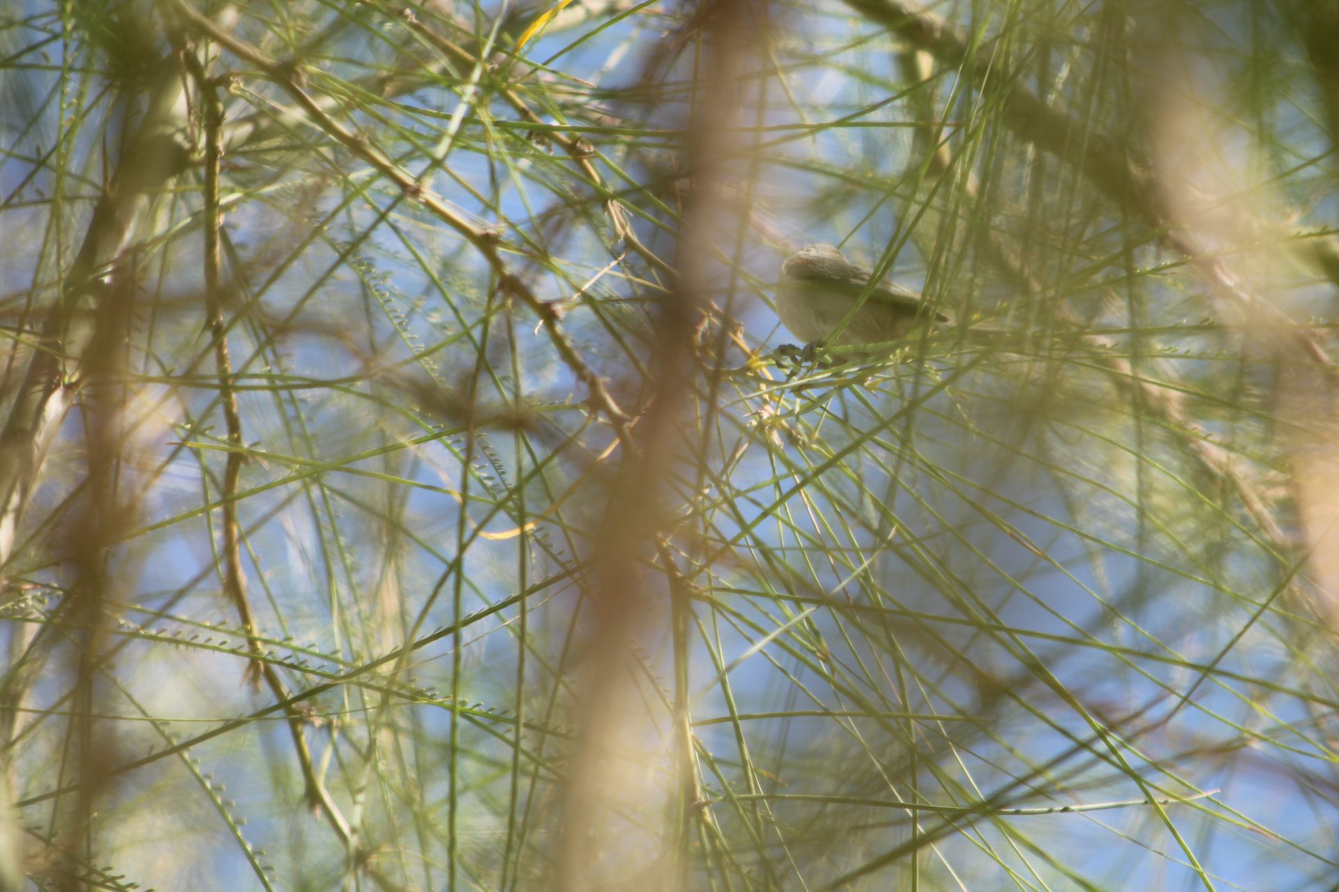 Joshua Tree photo