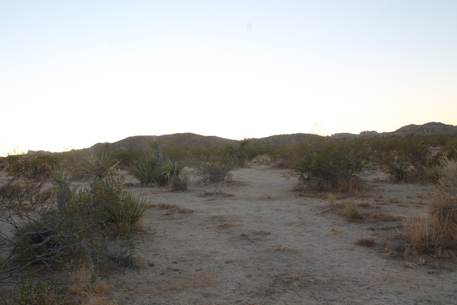 Joshua Tree photo
