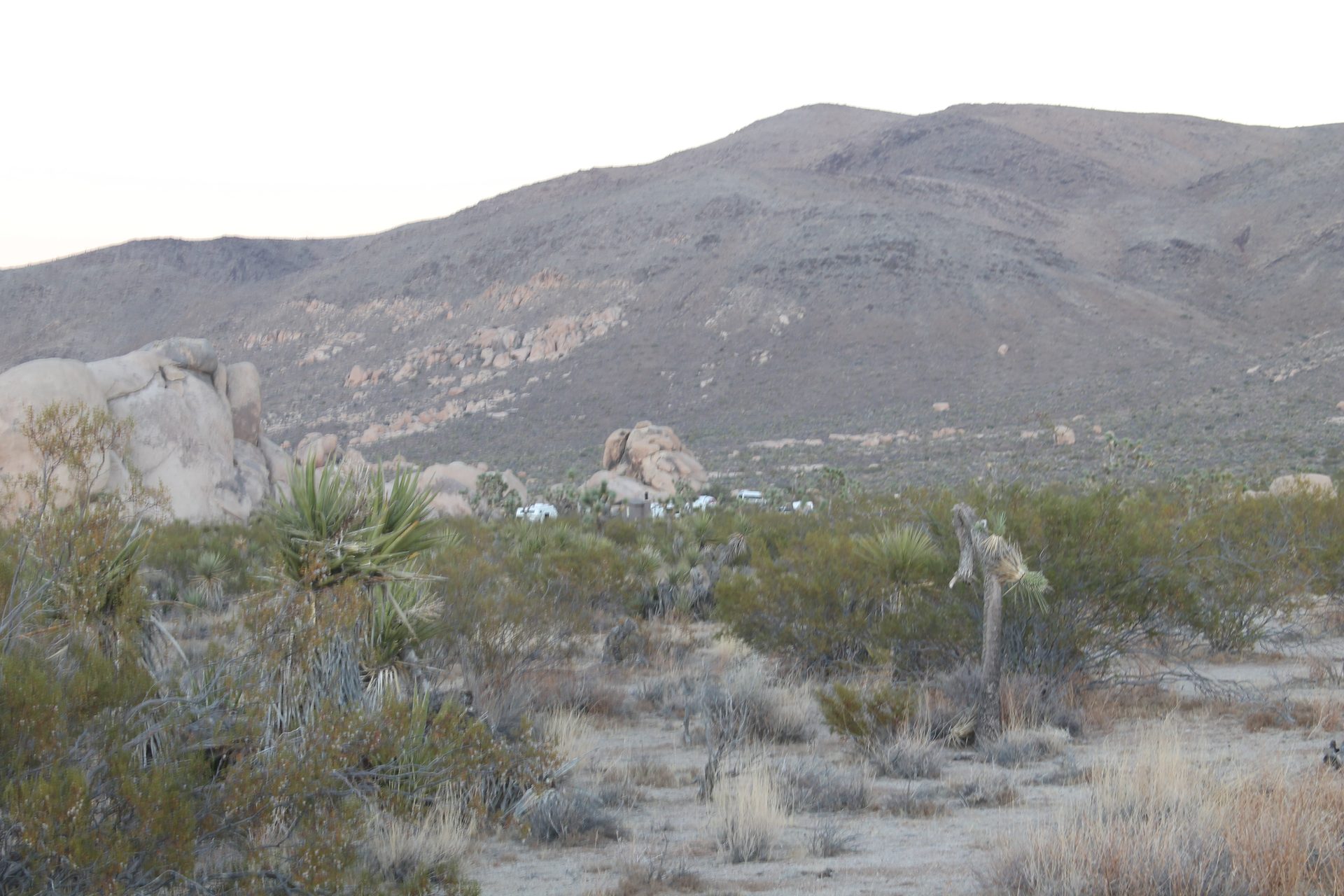 Joshua Tree photo