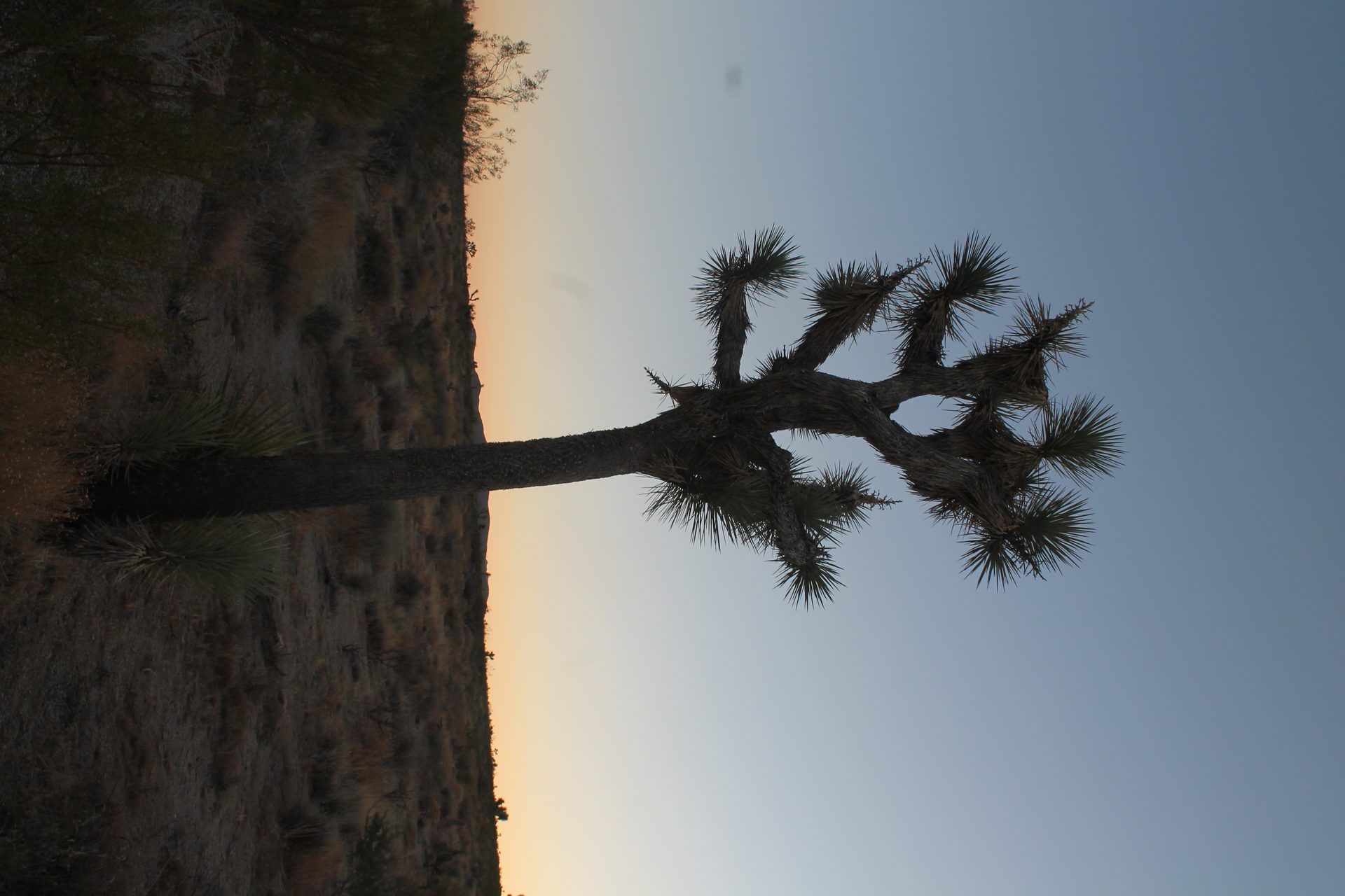 Joshua Tree photo
