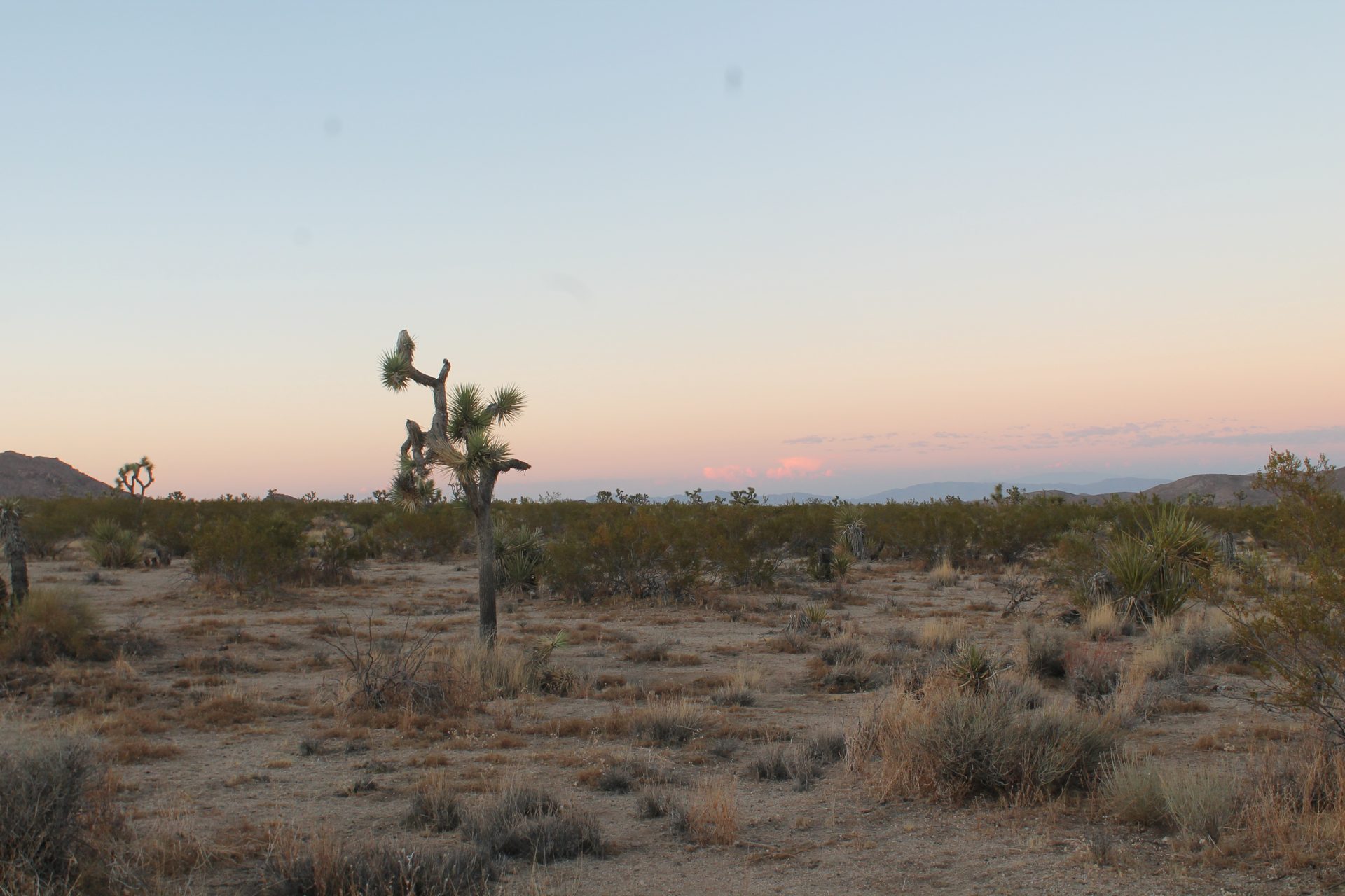 Joshua Tree photo