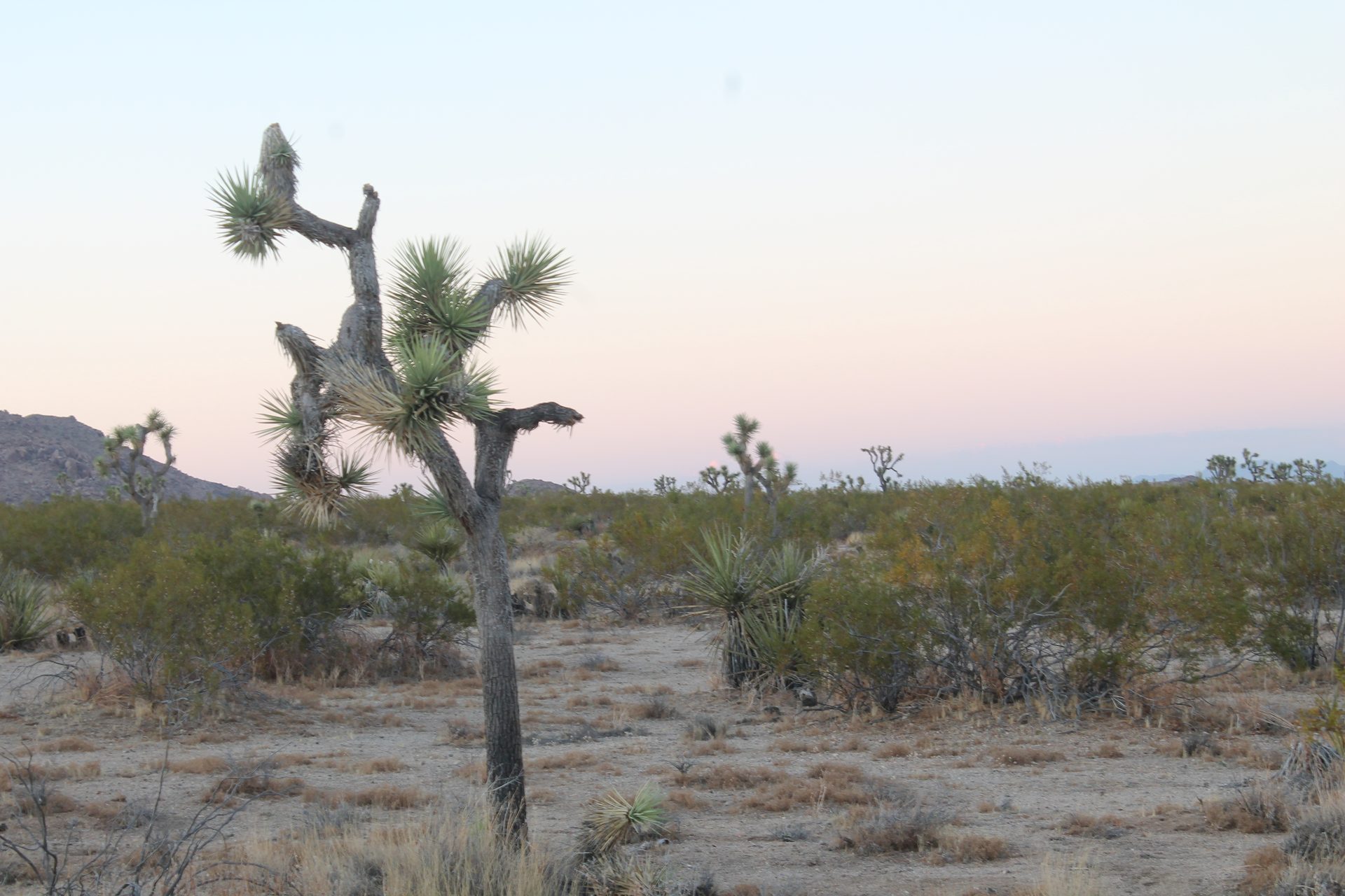 Joshua Tree photo