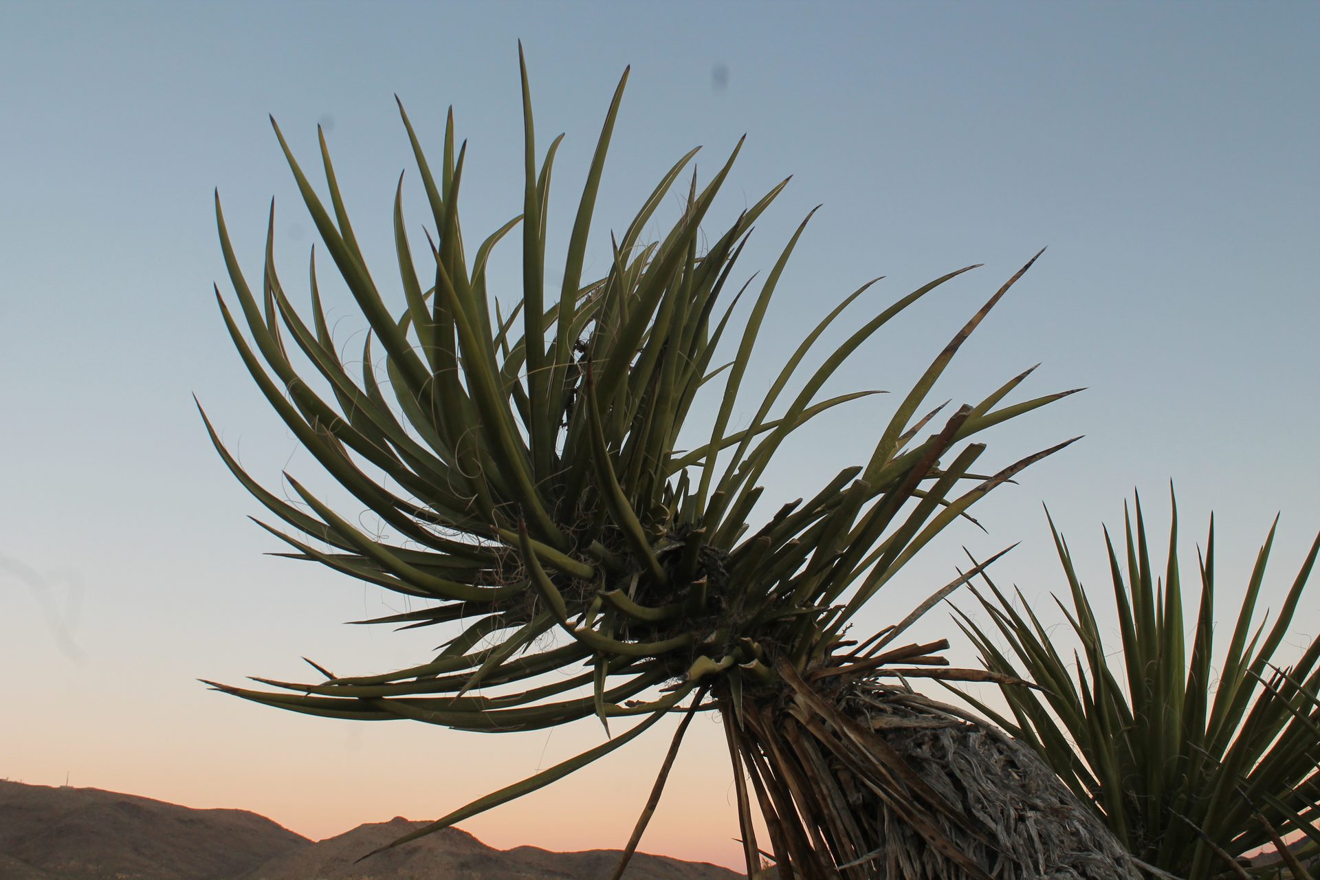 Joshua Tree photo