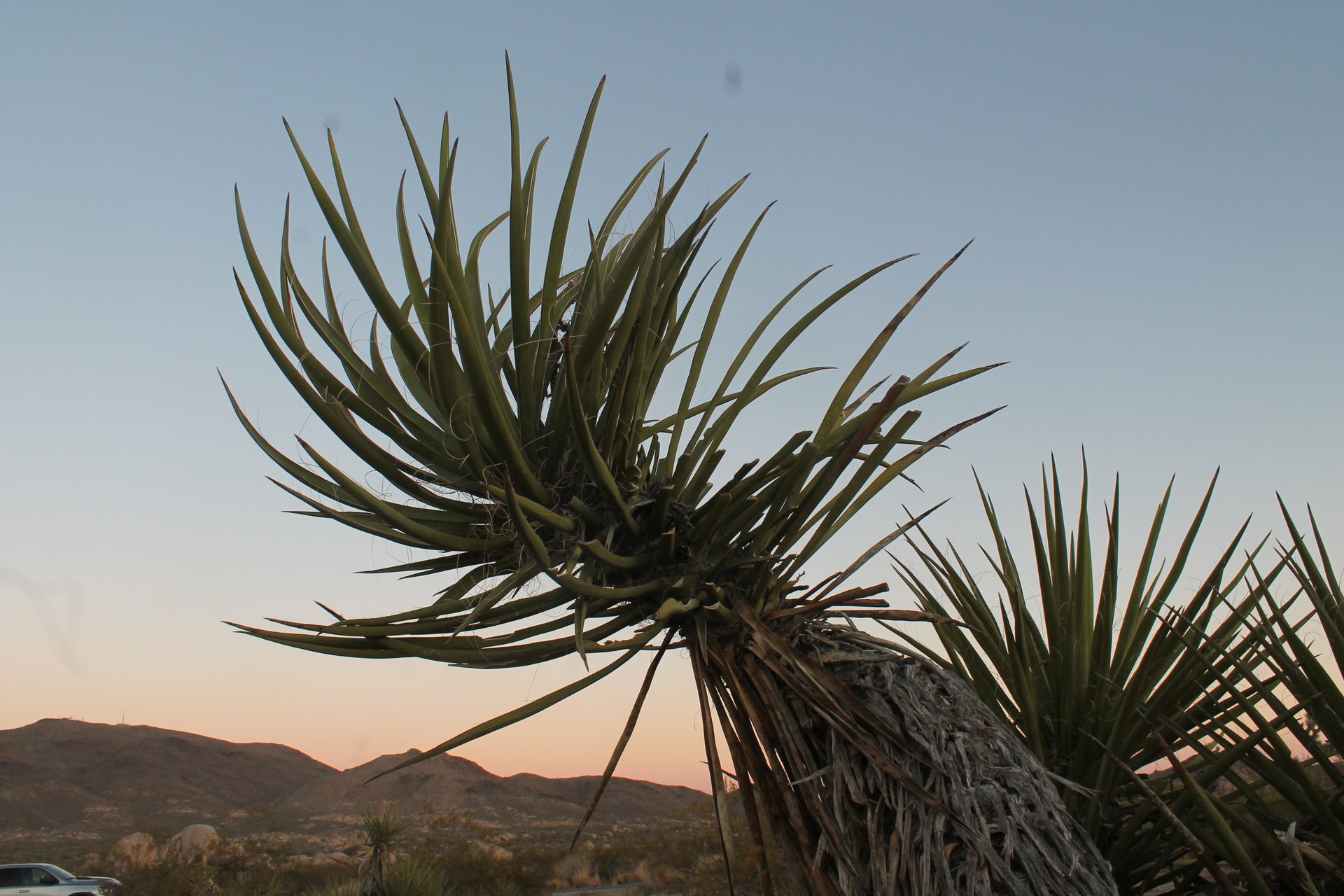 Joshua Tree photo