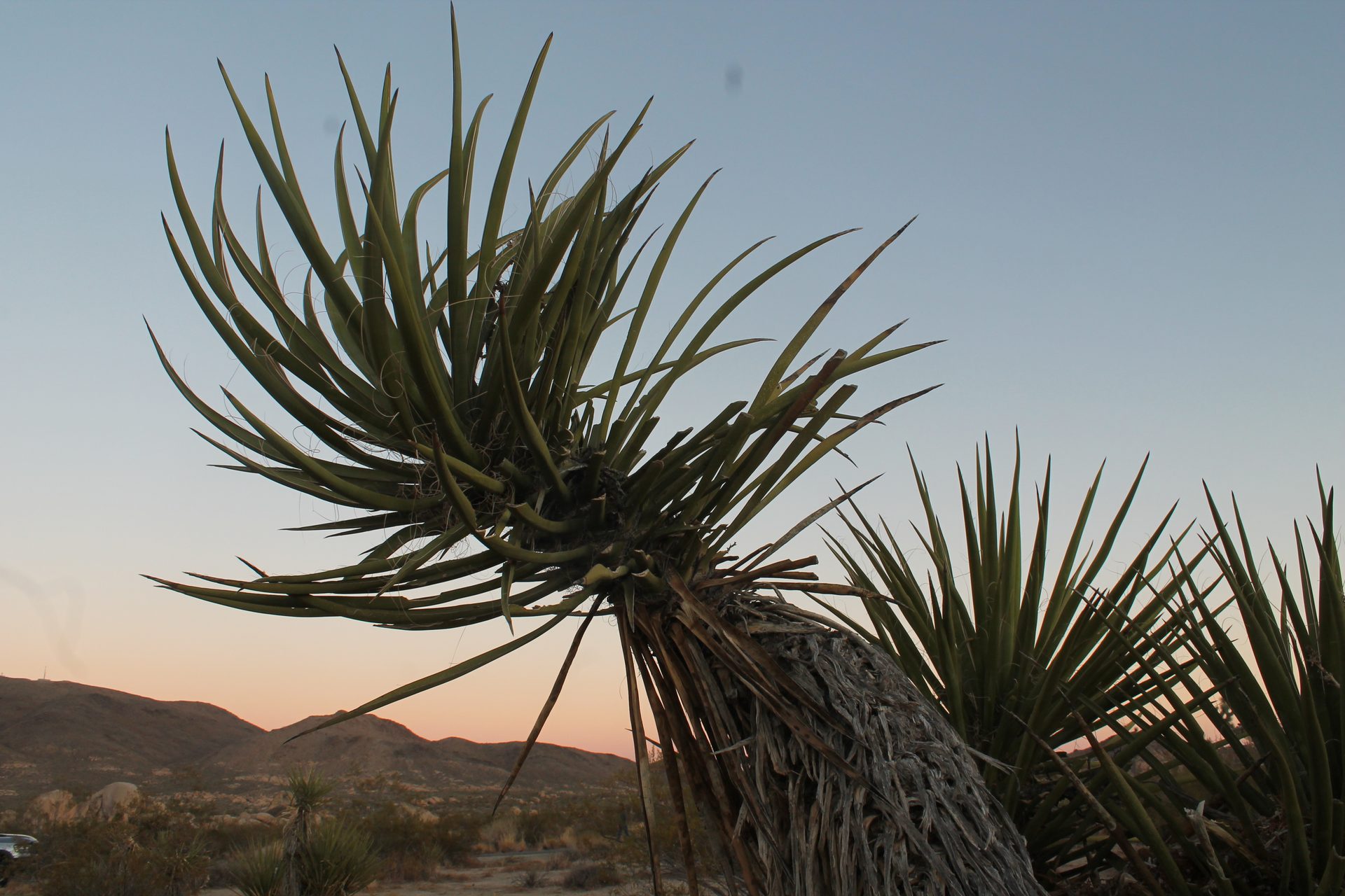 Joshua Tree photo