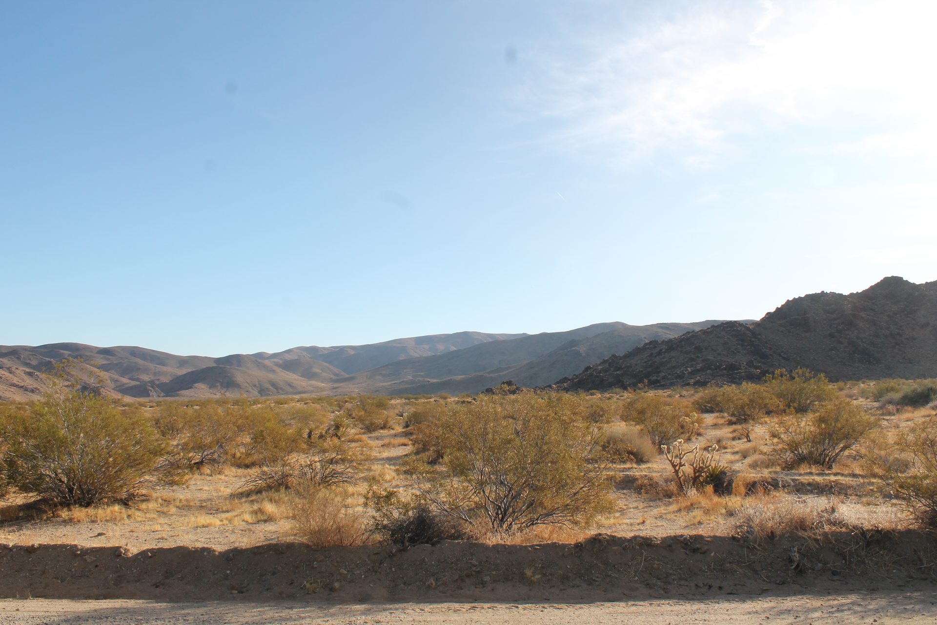 Joshua Tree photo
