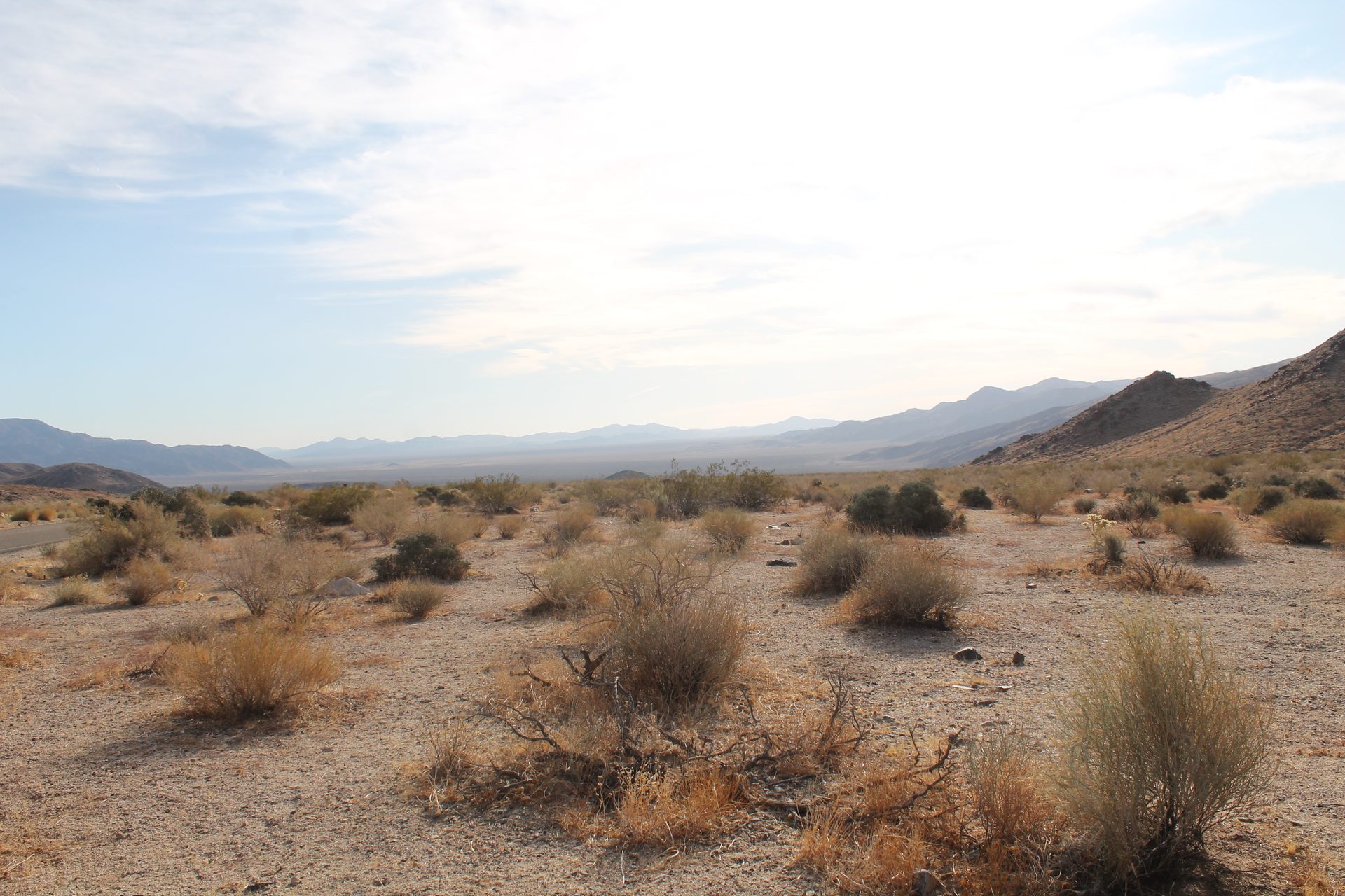 Joshua Tree photo