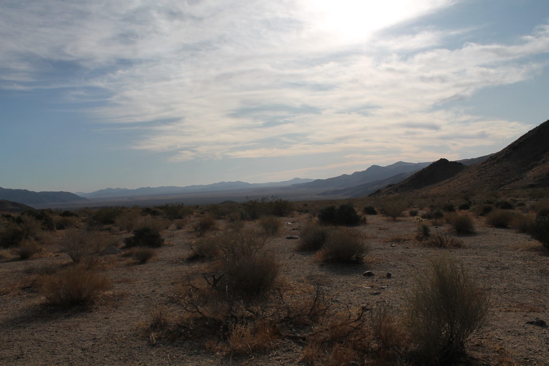 Joshua Tree photo