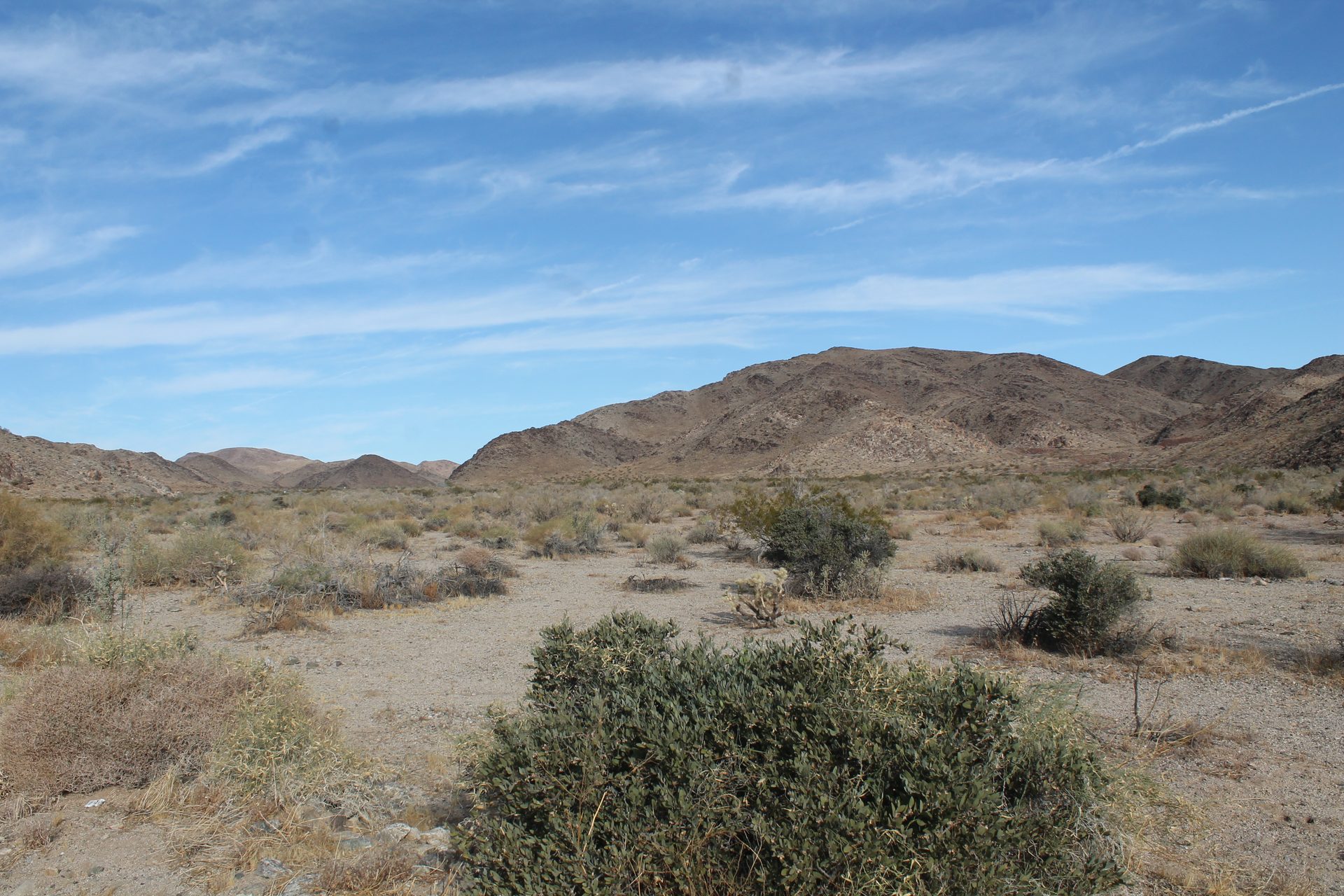Joshua Tree photo