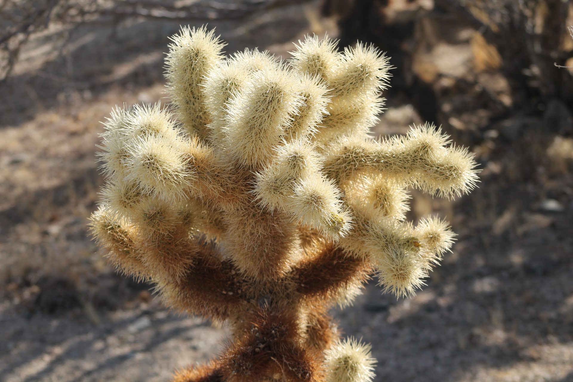 Joshua Tree photo