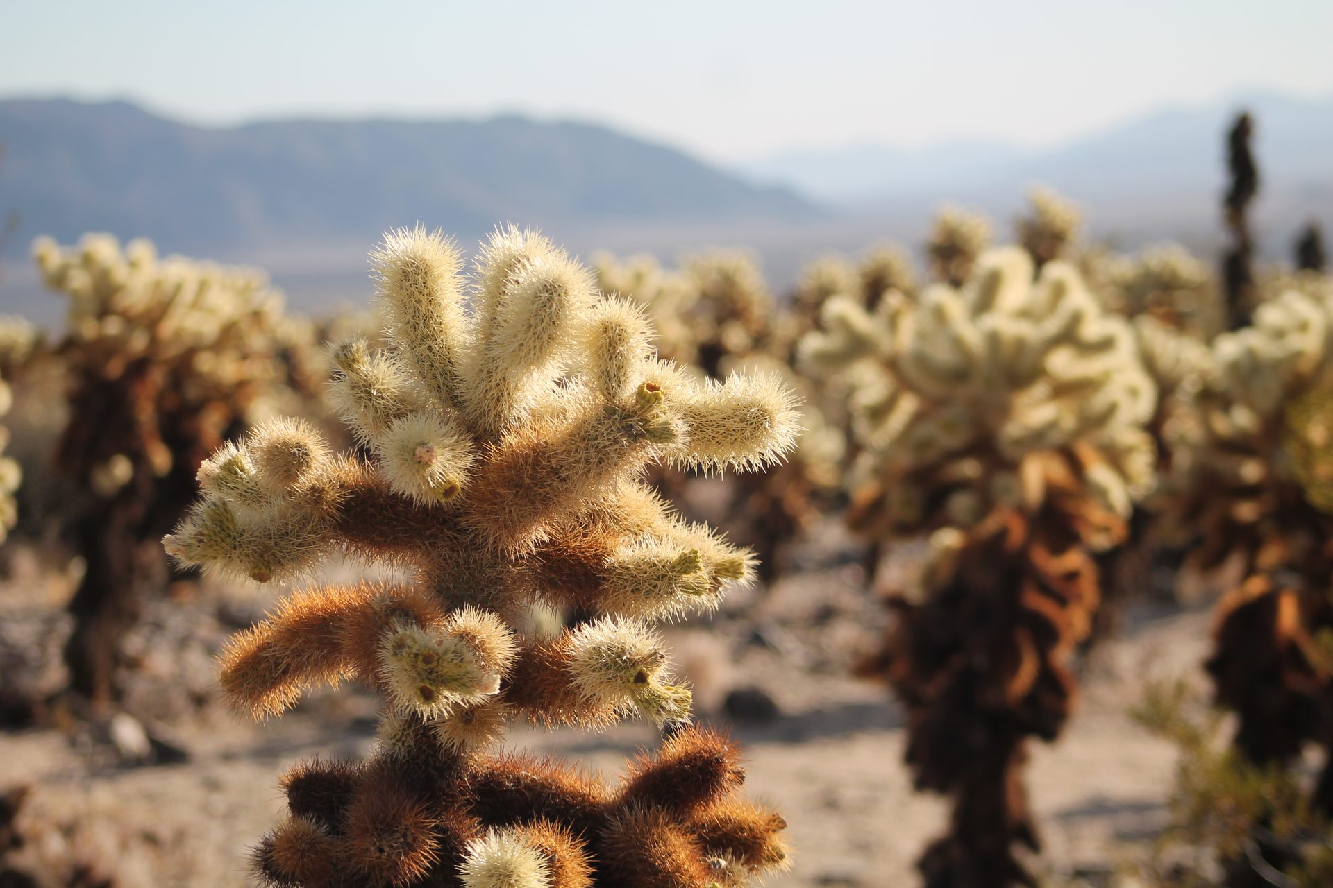 Joshua Tree photo