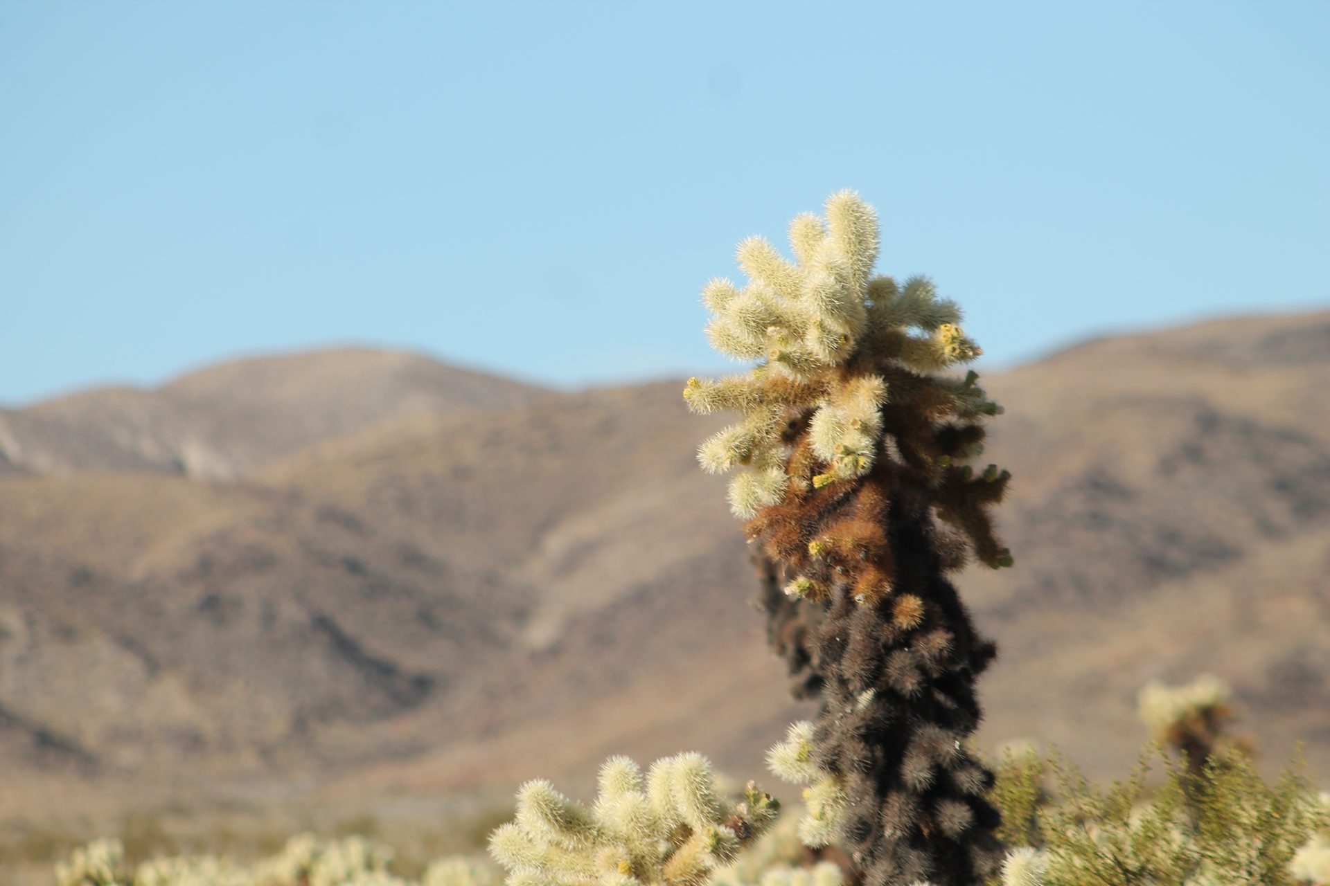Joshua Tree photo